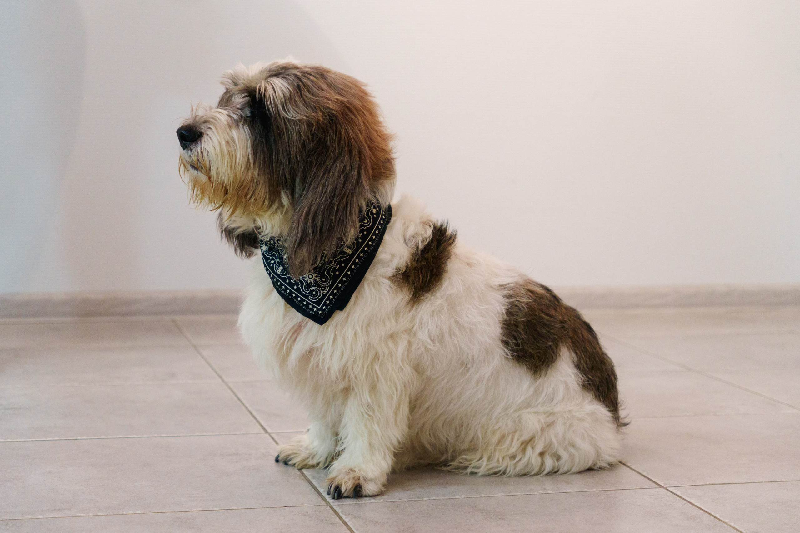 Открытие 11 фестиваля анималистики «Зооарт». Фотограф в Санкт-Петербурге Ибрагимова Алина