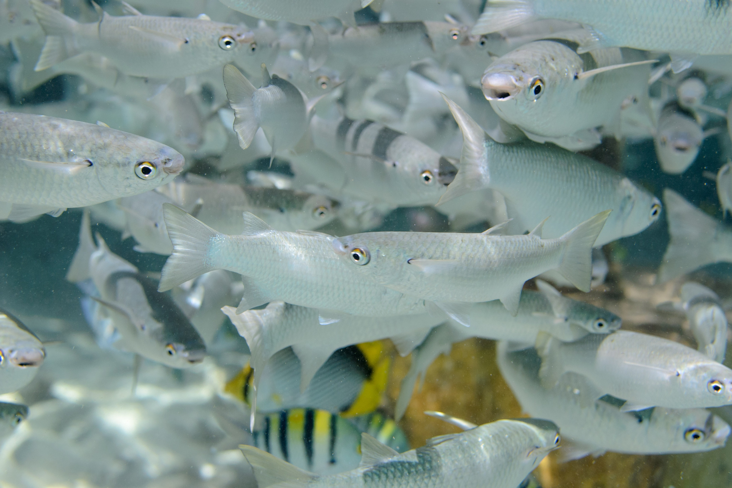 Море. Фотограф в Санкт-Петербурге Ибрагимова Алина