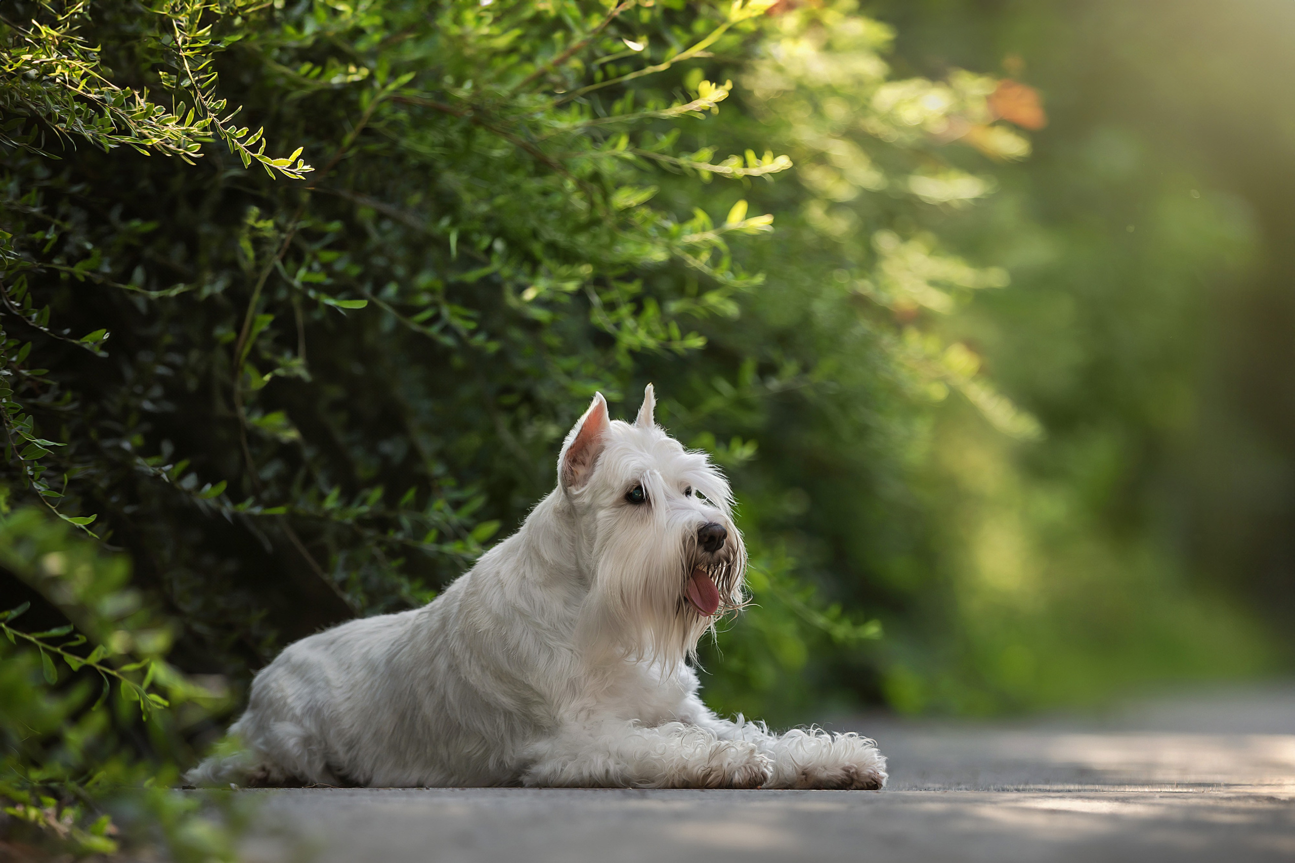 Портретная съемка. Фотограф-анималист в Санкт-Петербурге — Юлия Чайкина