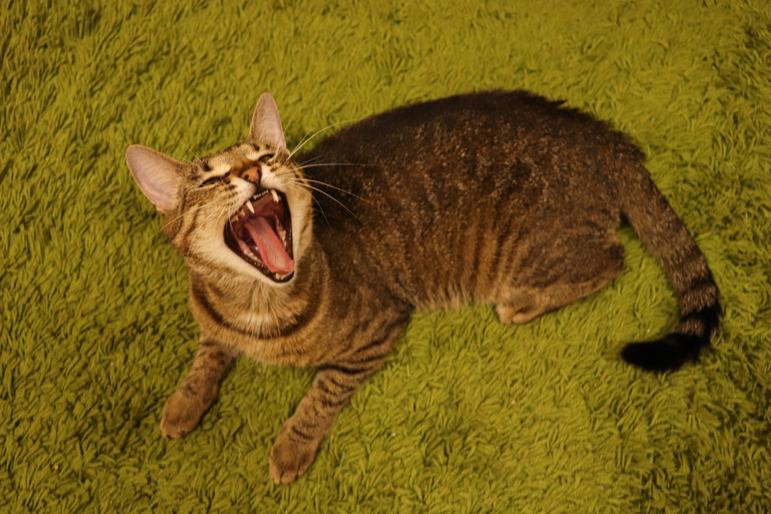 Петербургский дом кота (27 июня 2024). Ивентный фотограф в Санкт-Петербурге Олег Комков