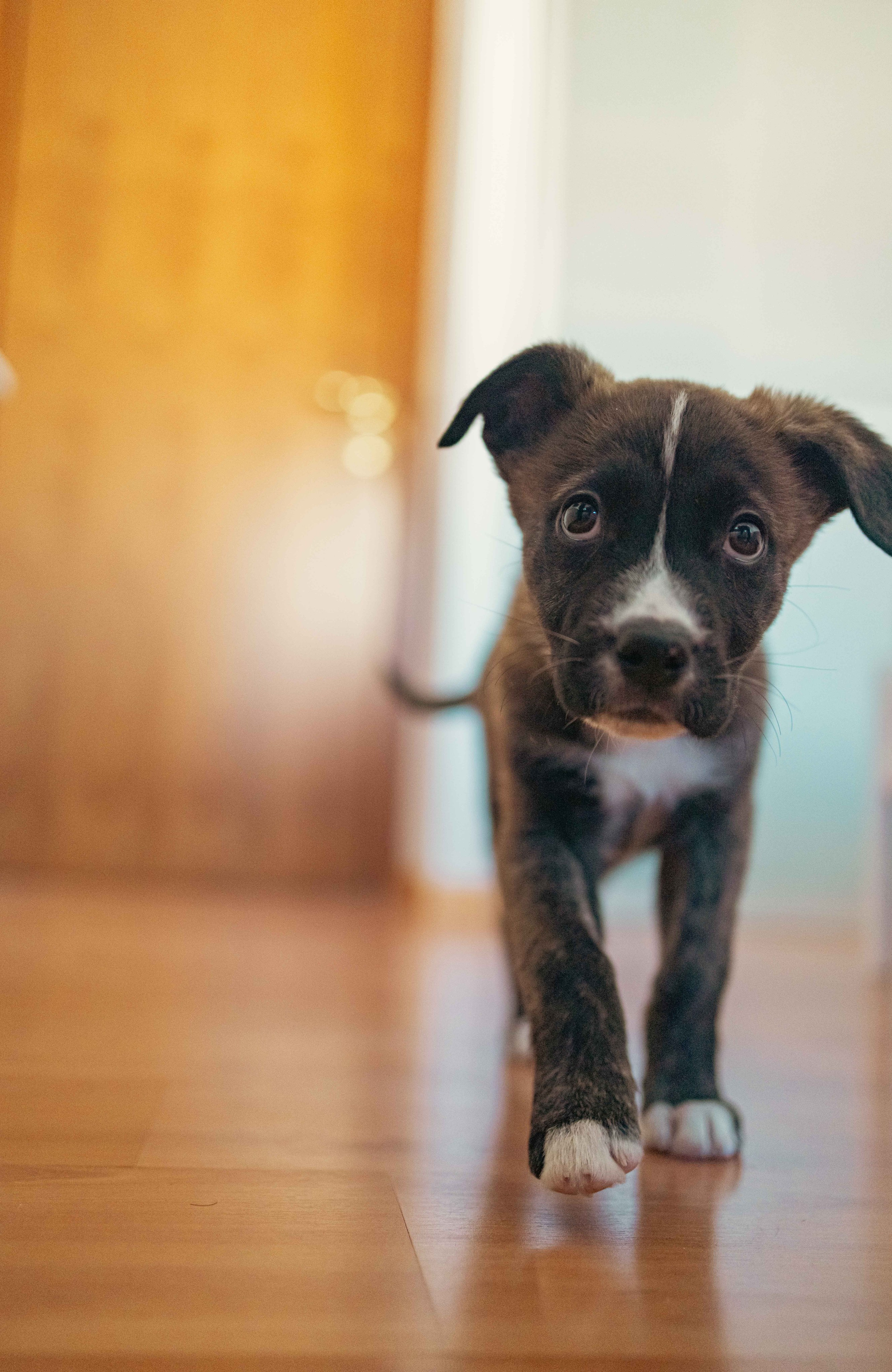 Гайка. Фотограф-анималист в Москве Лера Черноног