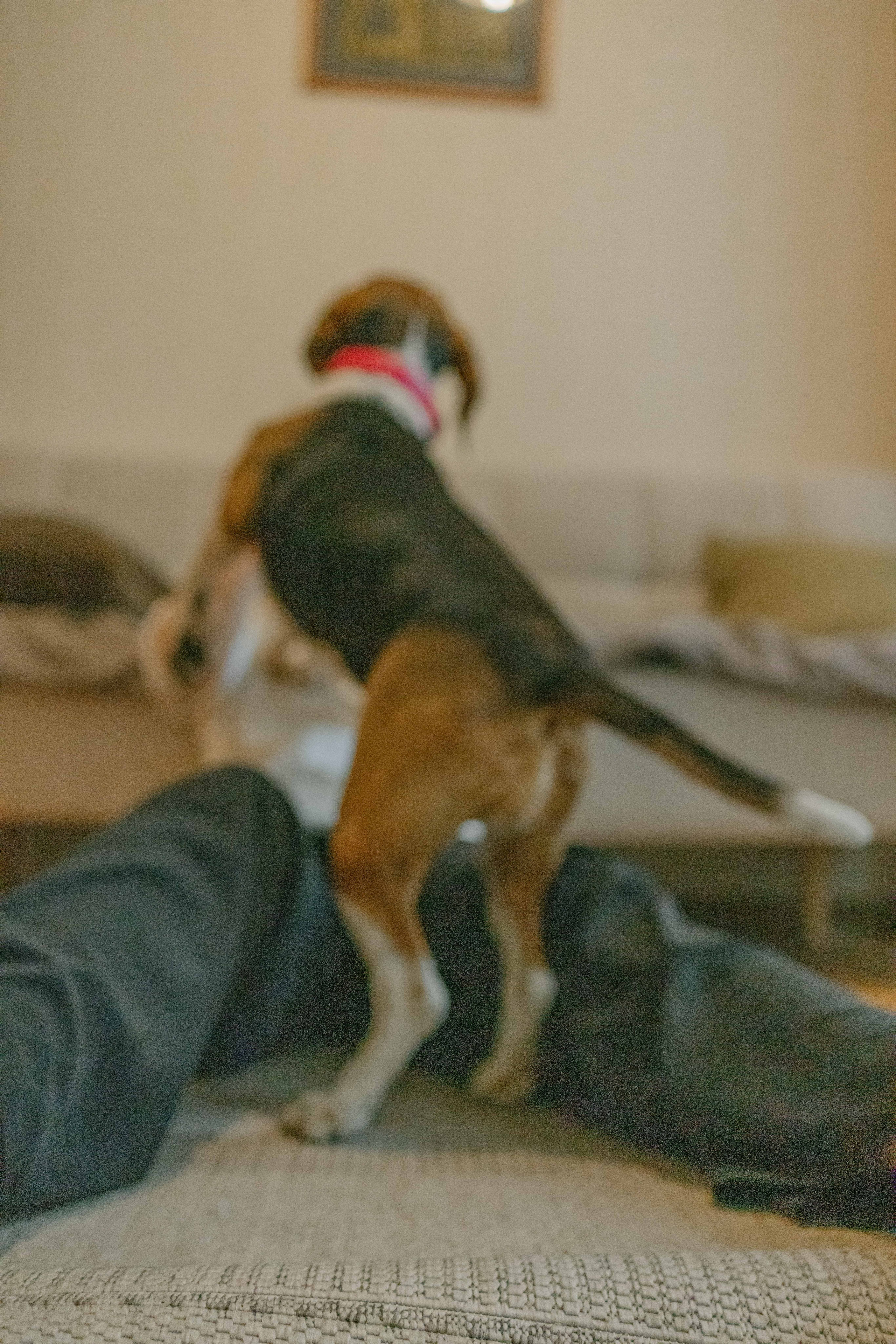 Света и Ива. Фотограф-анималист в Москве Лера Черноног