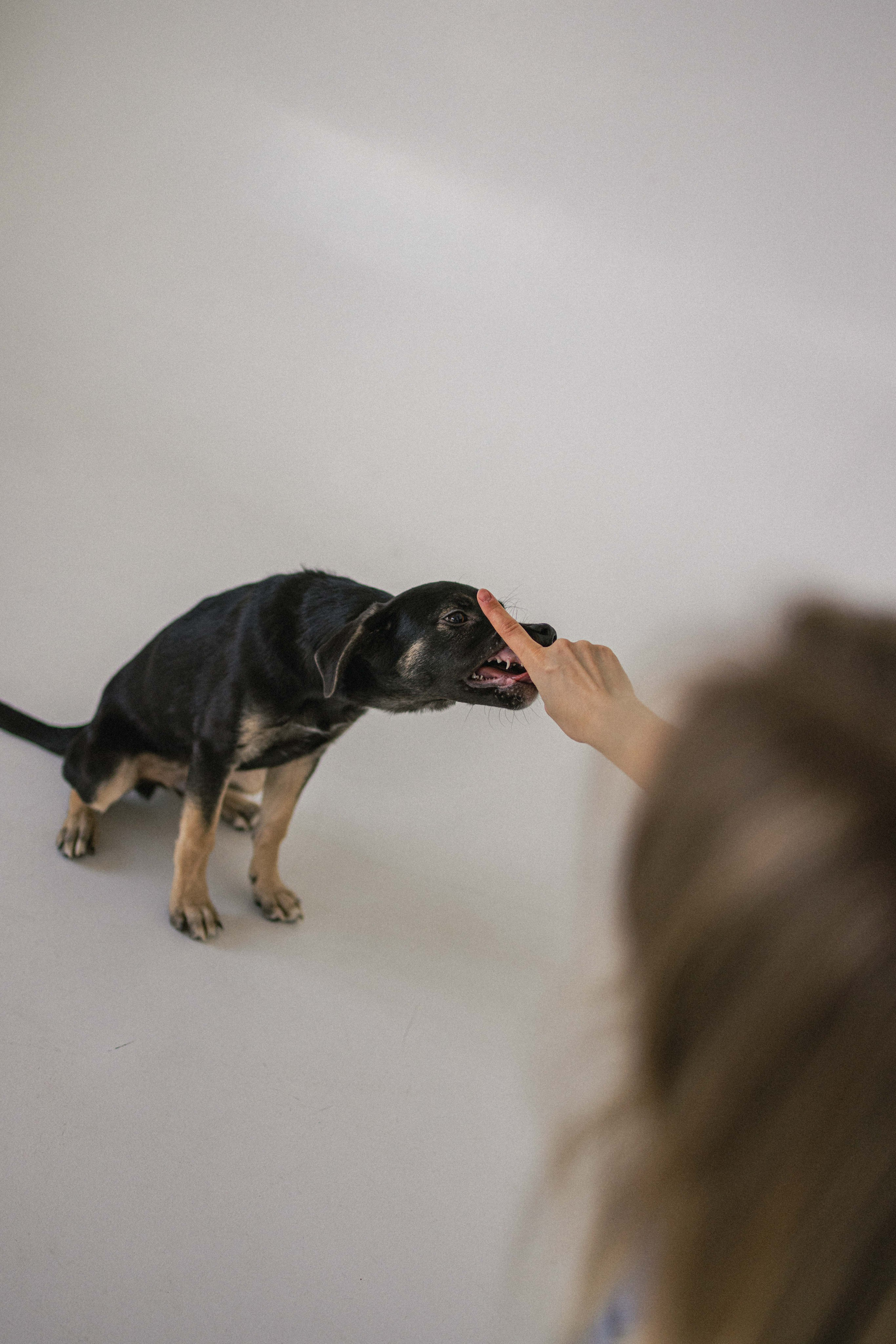 Крис и Тэдди. Фотограф-анималист в Москве Лера Черноног