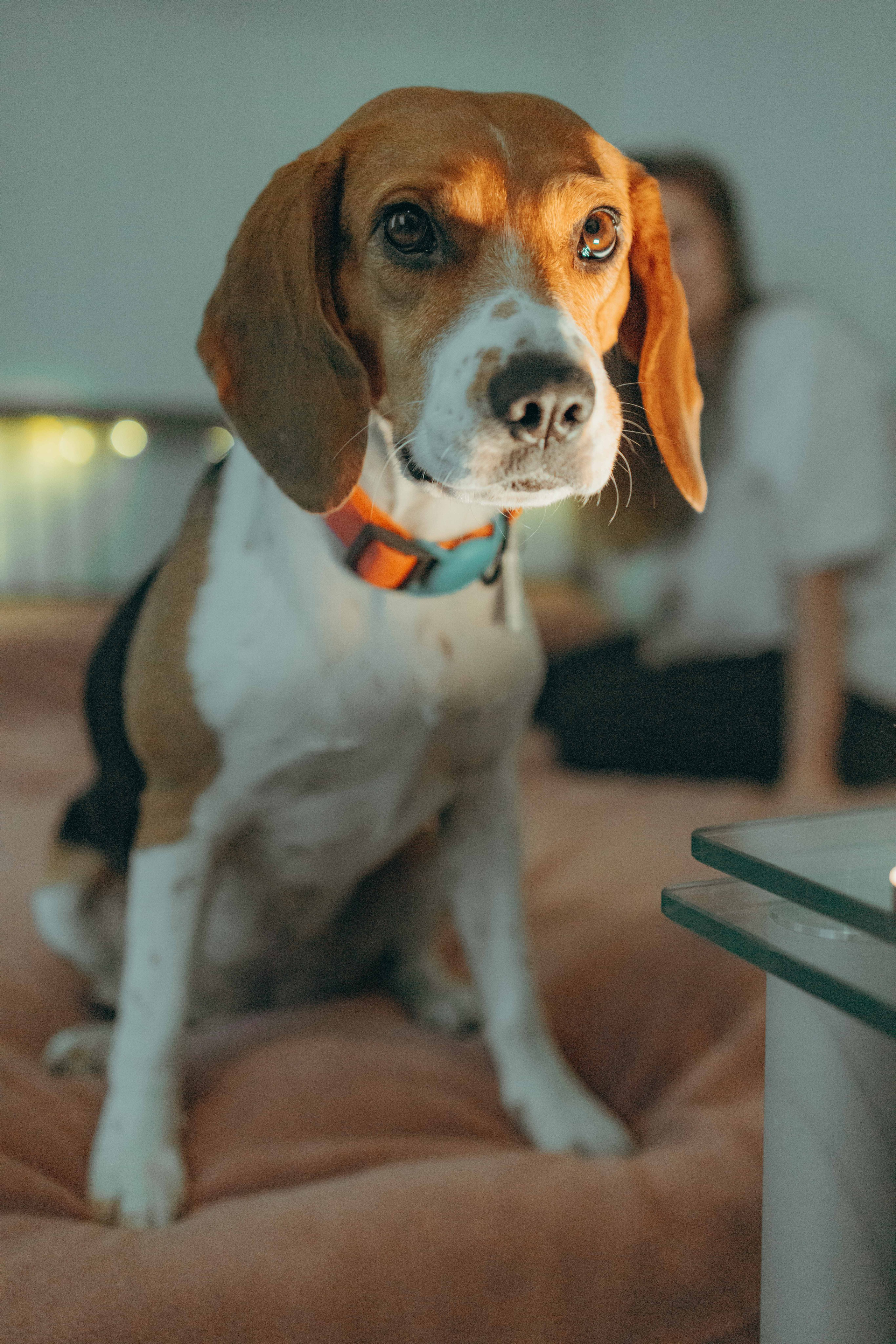 Света и Ива. Фотограф-анималист в Москве Лера Черноног