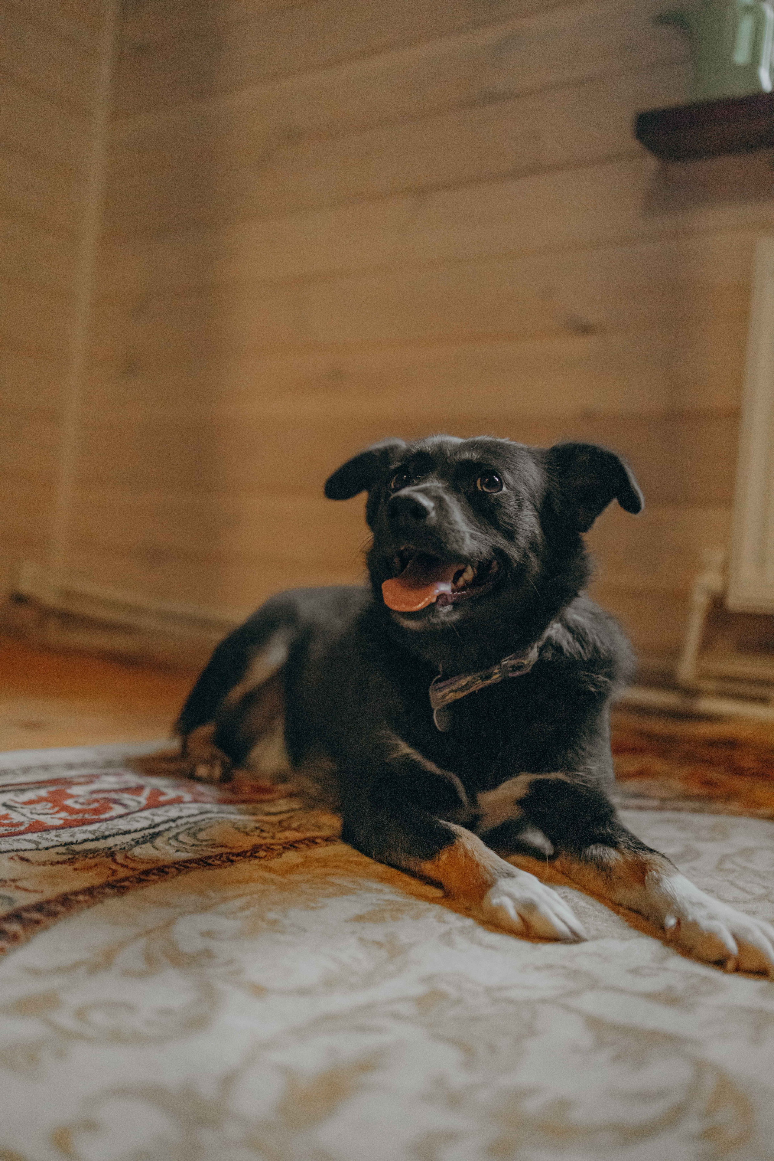 Передержка. Фотограф-анималист в Москве Лера Черноног