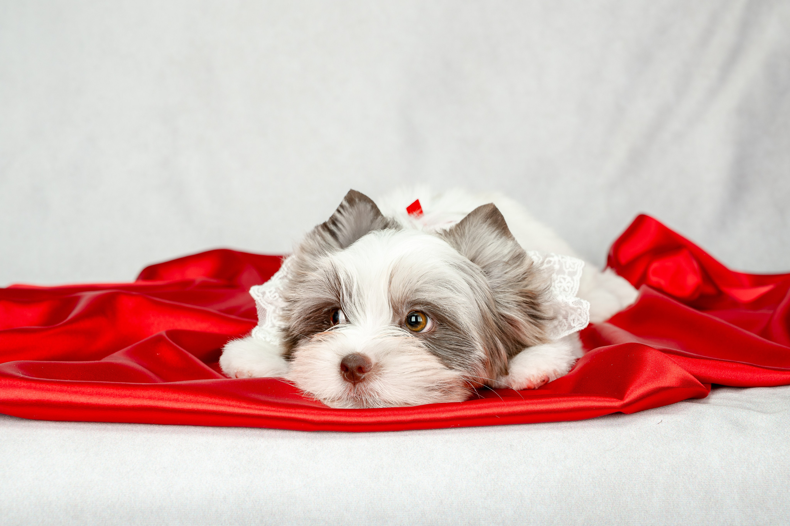 Собаки. Фотограф-анималист в СПб