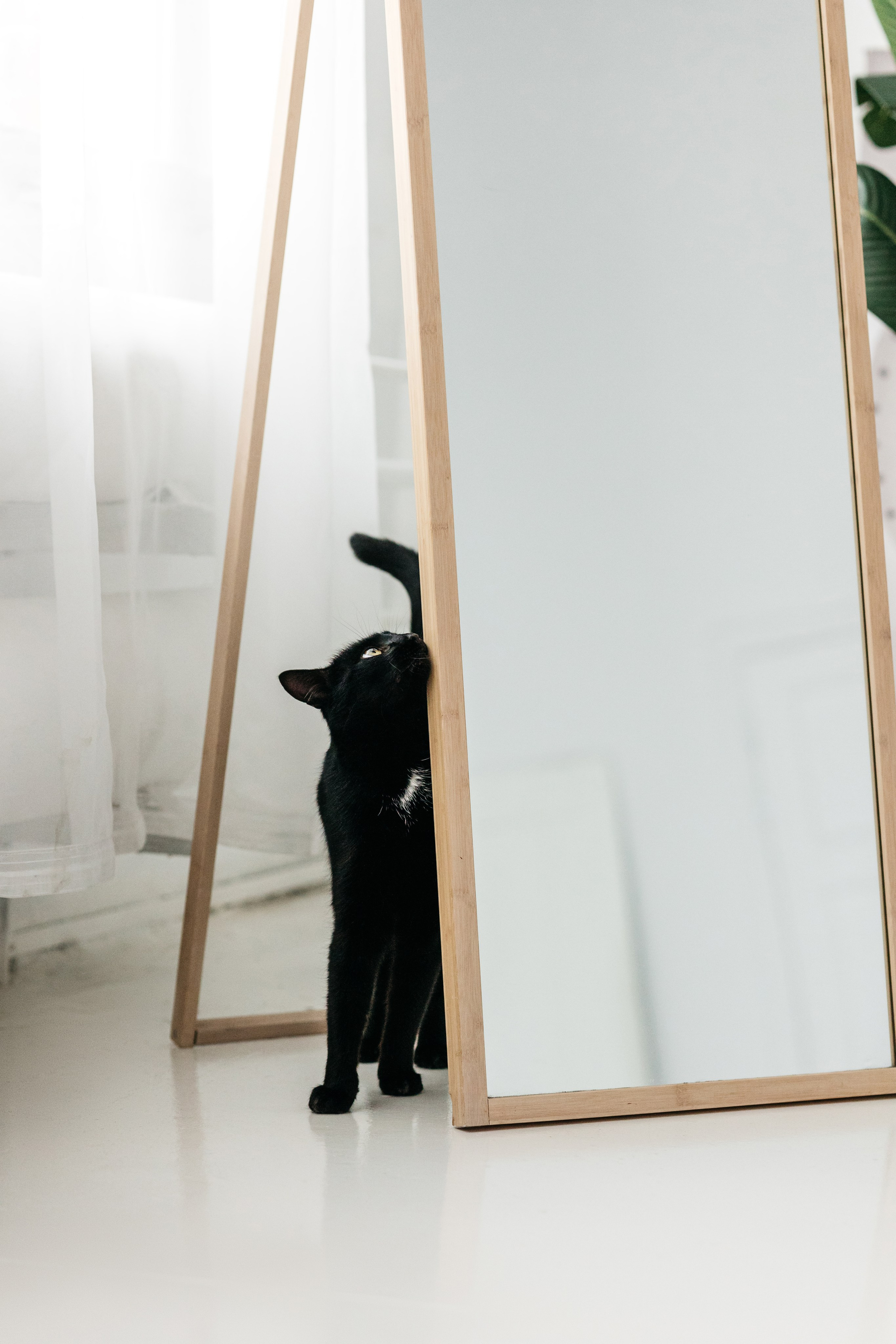 Кузя. Фотограф-анималист Елена Радченко, Москва