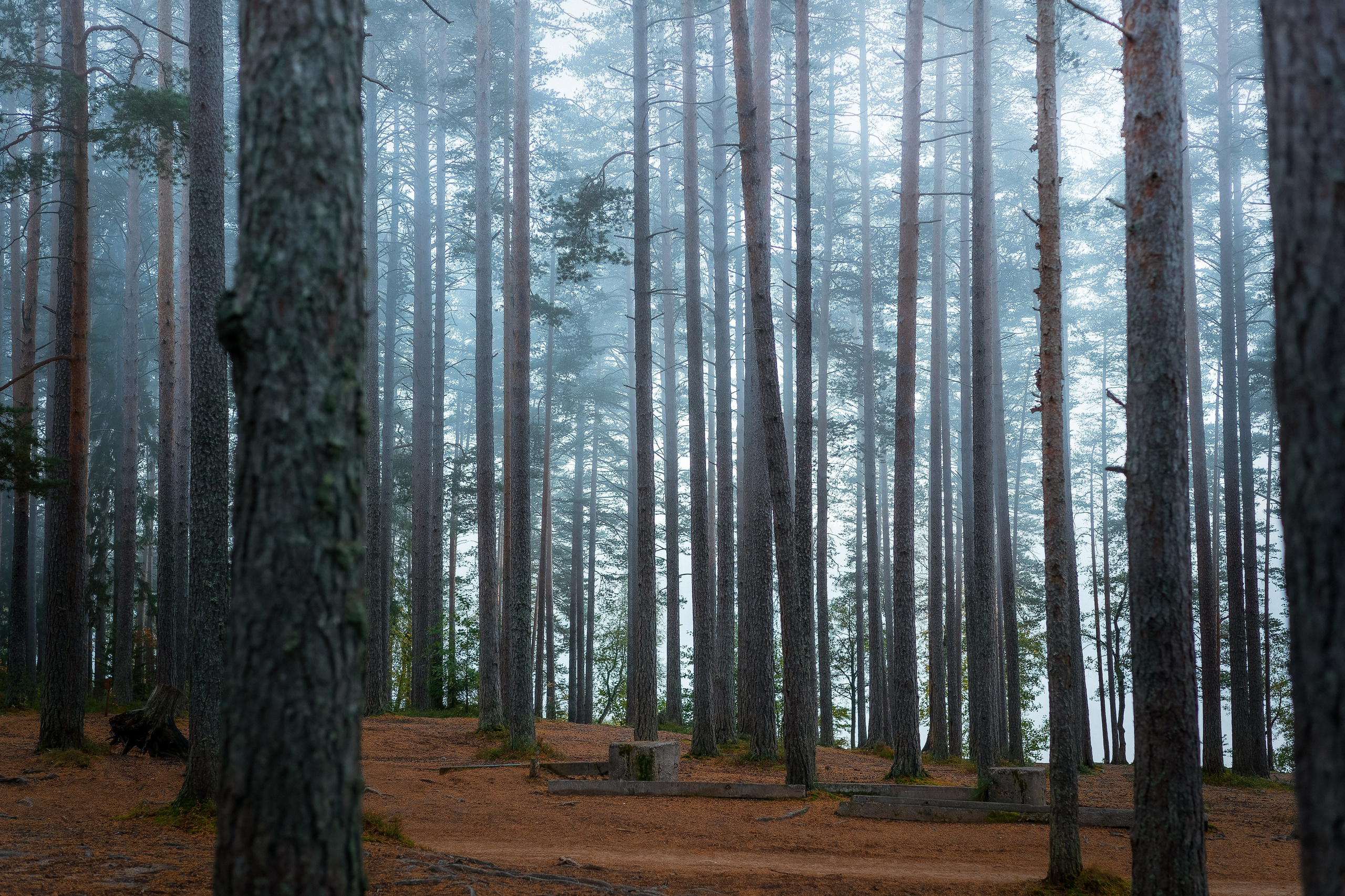 Рассвет в осеннем лесу, Карелия. Юля Дэй • Фотограф, Санкт-Петербург