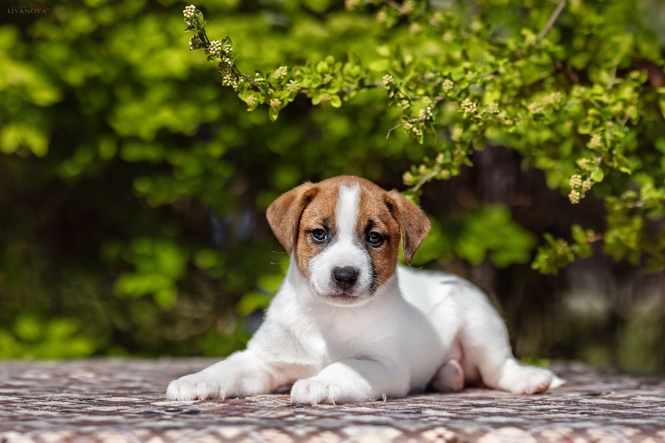 ДРТ. Фотограф анималист Аня Ливанова | Рыбинск