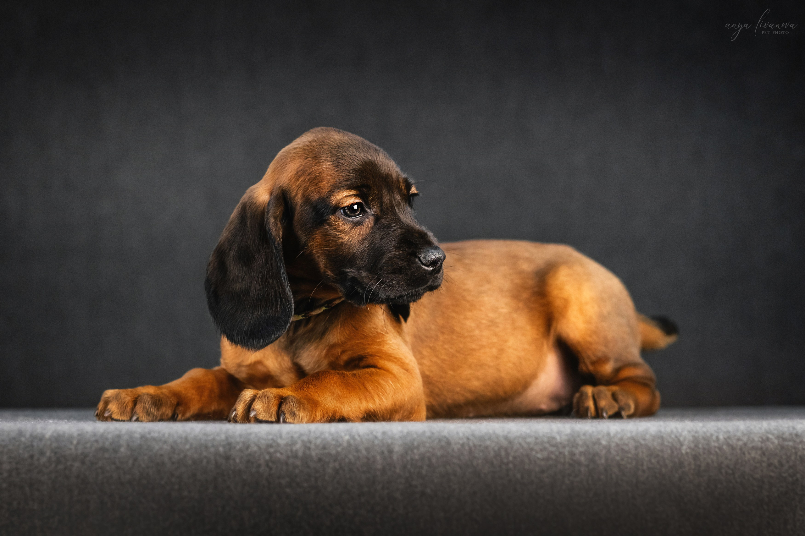 Баварки. Фотограф анималист Аня Ливанова | Рыбинск