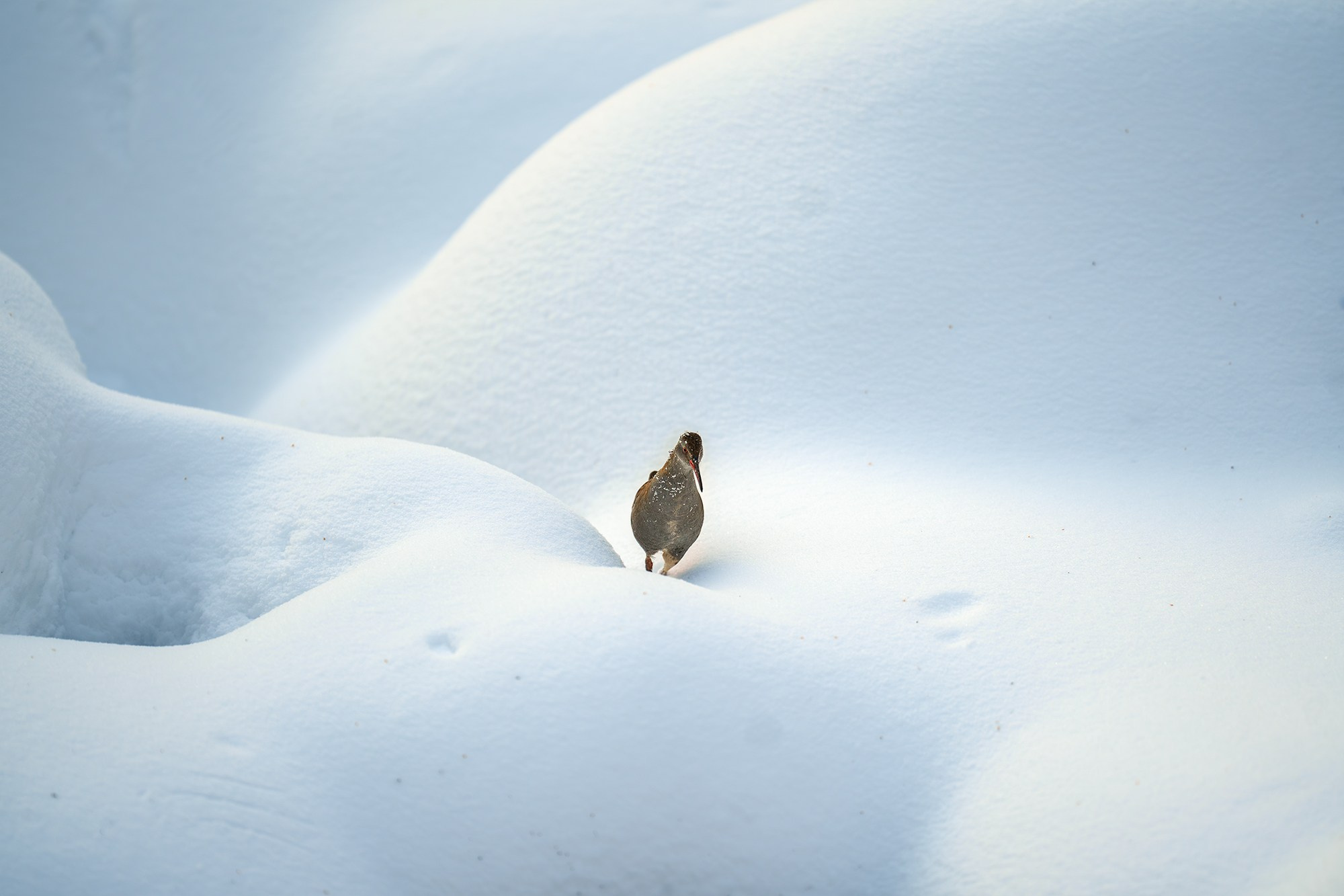 Удивительные мир птиц. Вокруг нас столько прекрасного — присмотритесь!. Ваш личный фотограф Марина Волкова