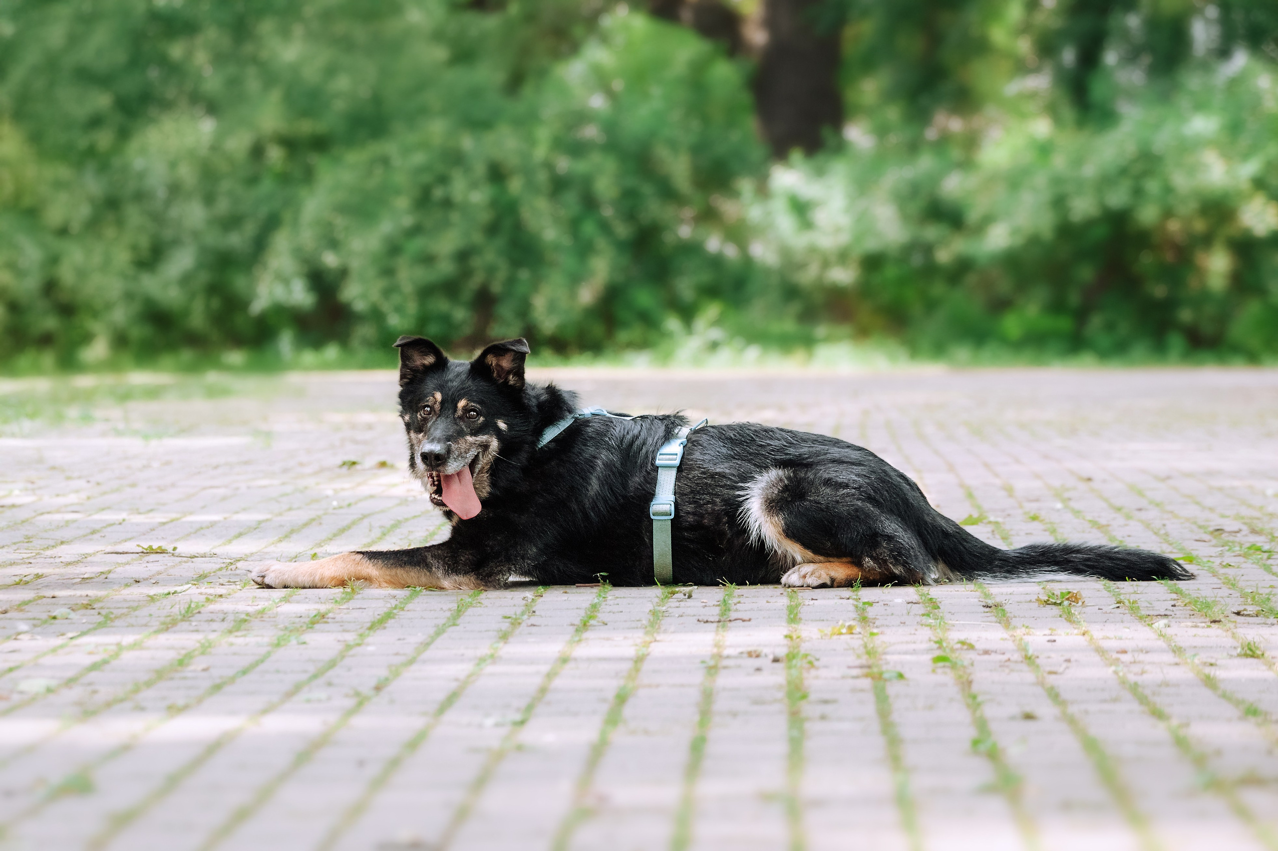 Собаки из приюта Дубовая роща лето 2025. Фотограф-анималист Татьяна Степанова