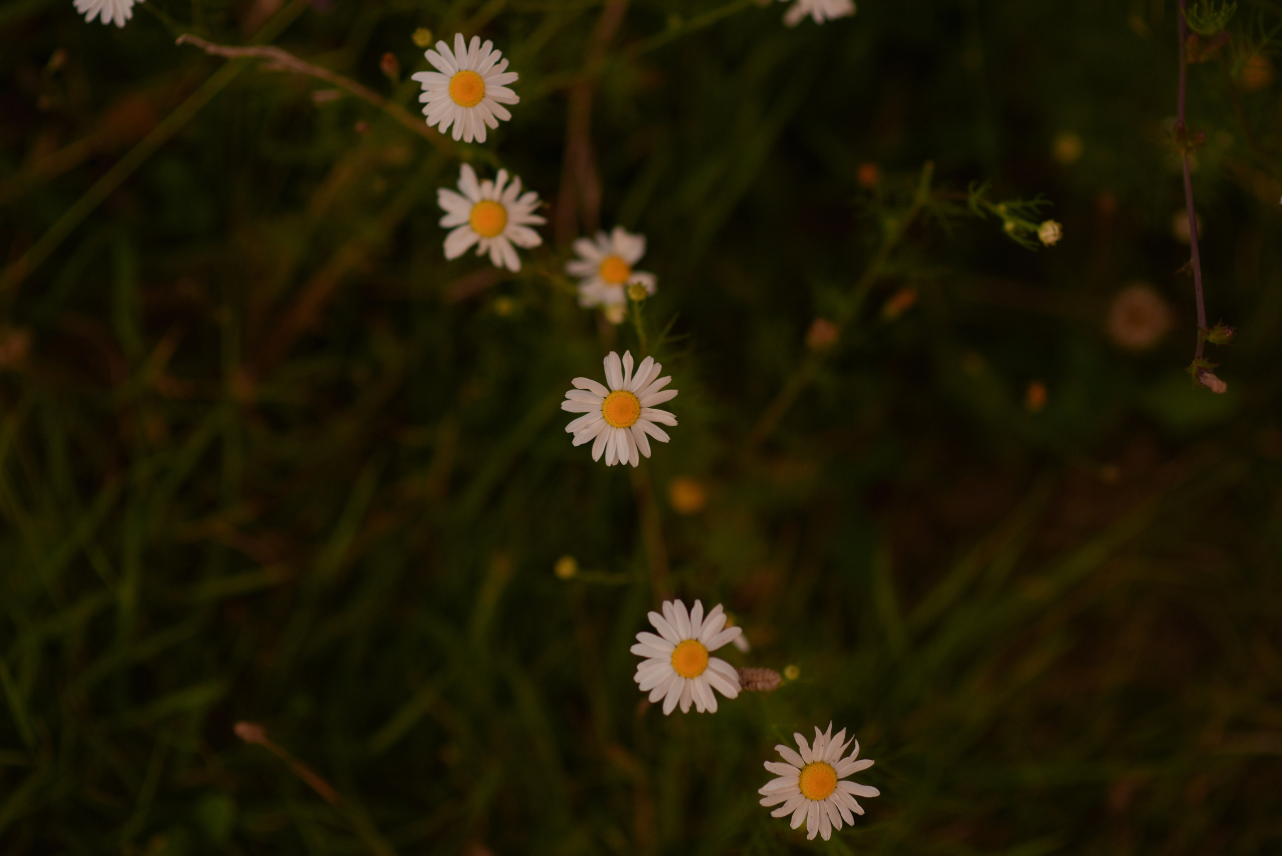 Семейные фотопрогулки. Семейный фотограф Олеся Батурина Рязань