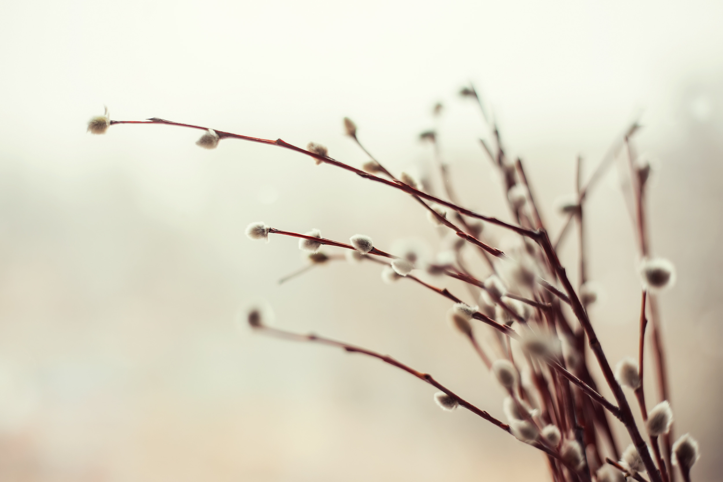 Вербное воскресенье. Фотохудожник в Брянске Додонова Ольга