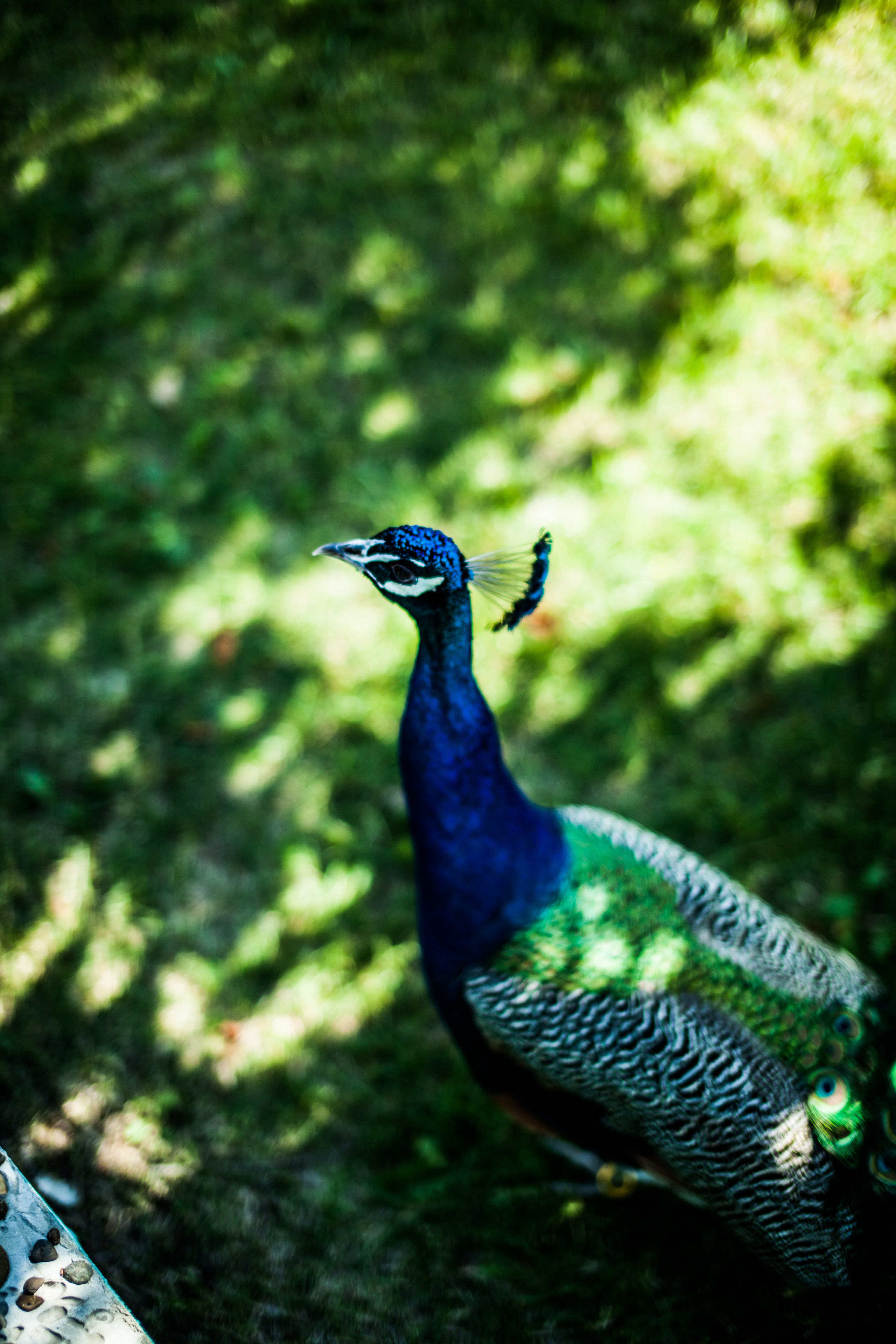 Семейная прогулка в парке. Фотограф на крещение и венчание в Нижнем Новгороде.Свадебный Фотограф
