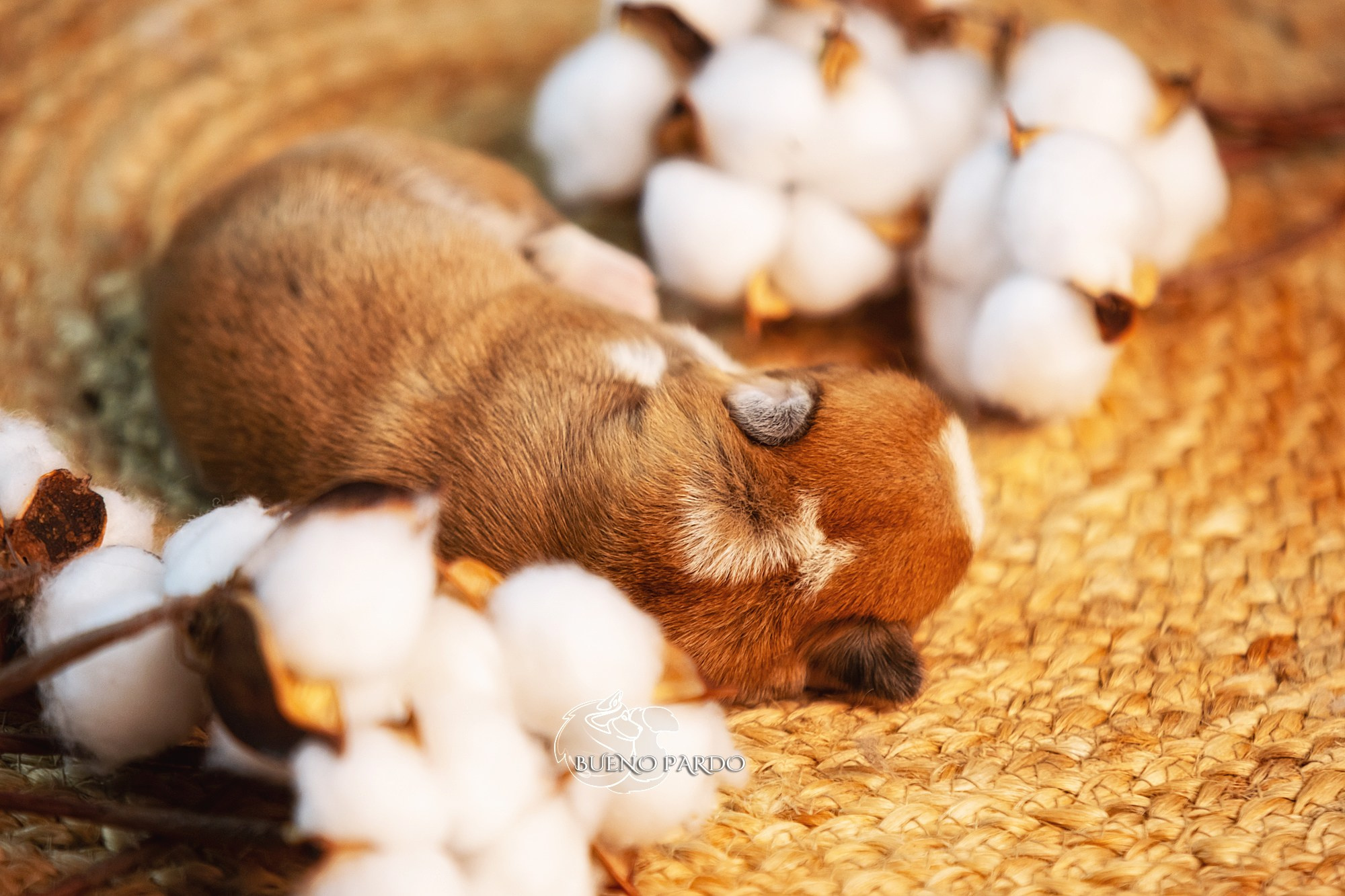 Щенки вельш корги пемброк из питомника. Питомник собак Акита, Хаски, Корги