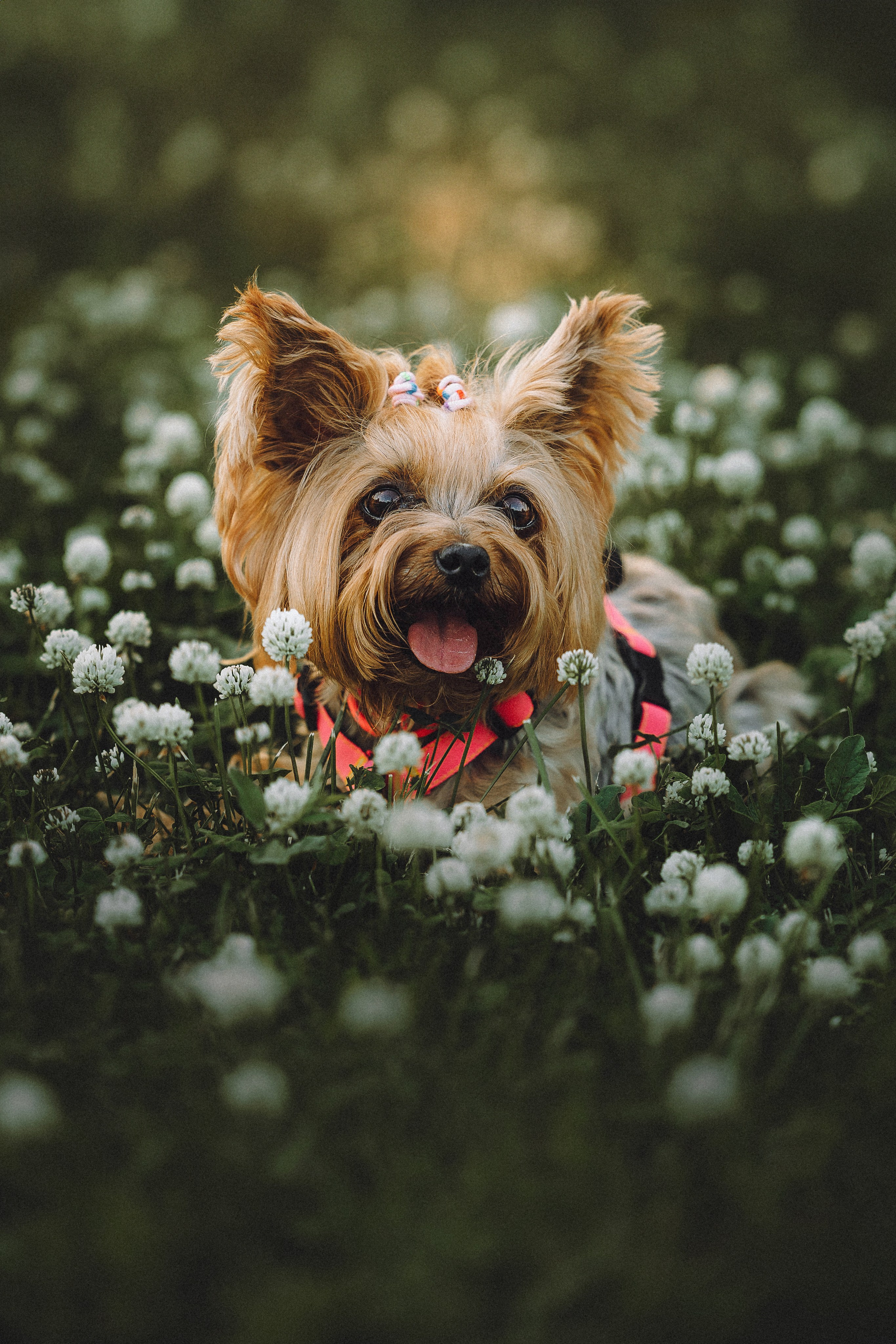 Даша и Дэзи