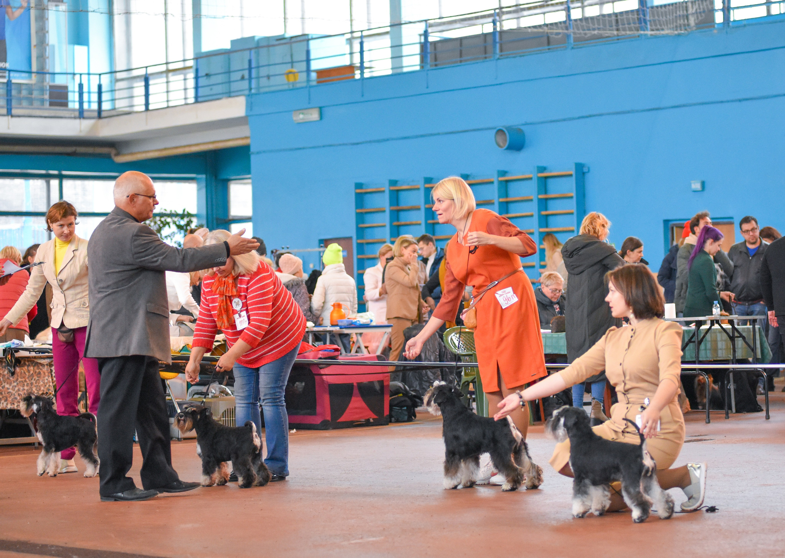 Изар/Delinso Balance Izar Tesoro. Питомник цвергшнауцеров в Беларуси «Делинсо Бэлэнс»