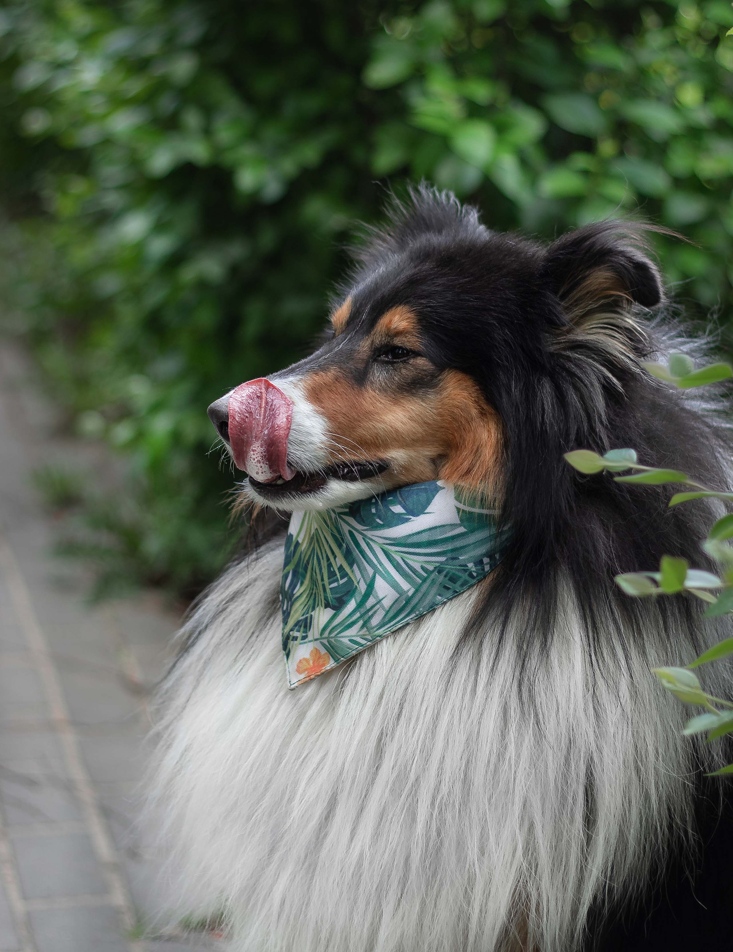 Портфолио фотографа-анималиста из Воронежа Алины Ивановой. Фотограф — анималист Алина Иванова