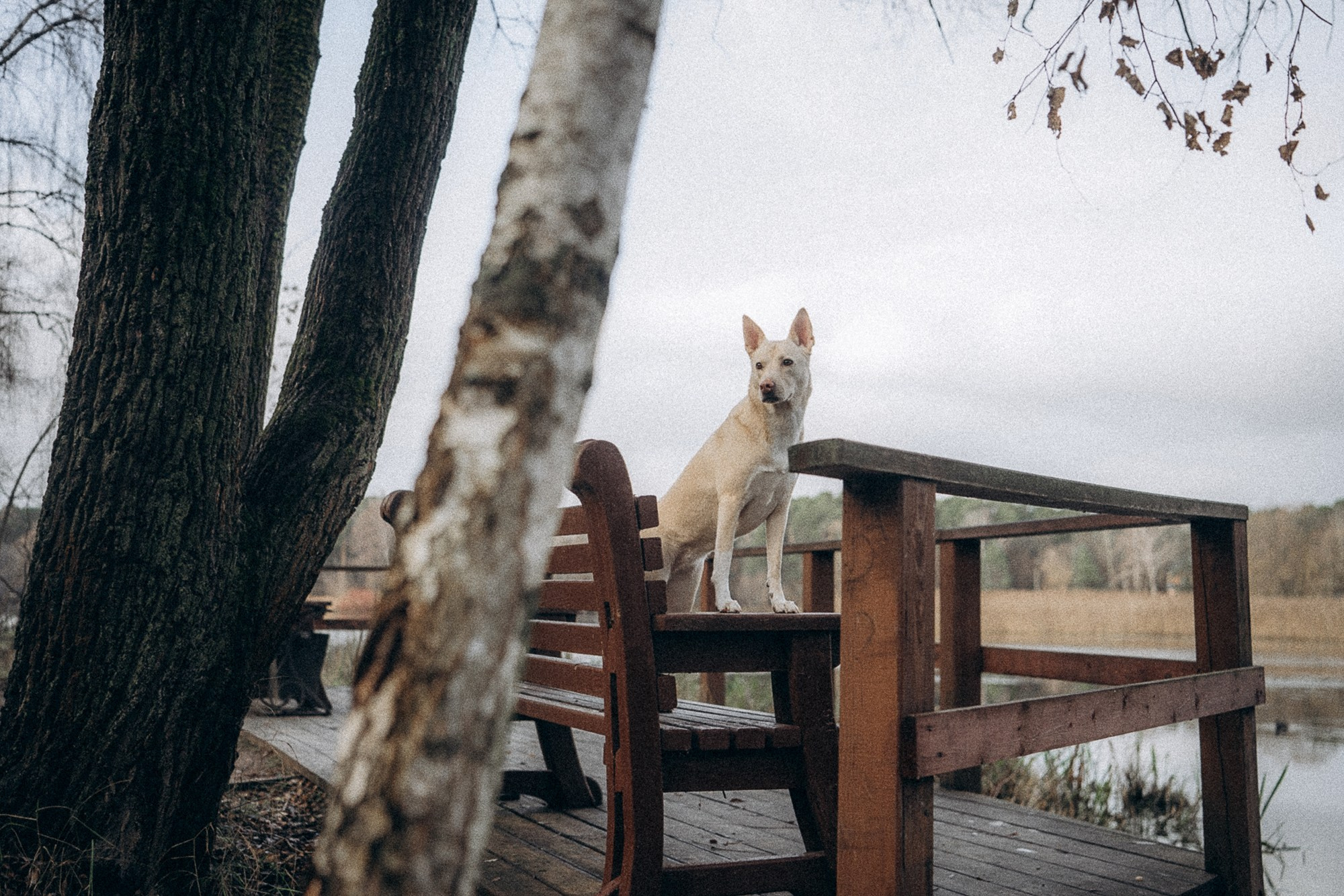 Туся. Фотограф анималист в Москве и Санкт-Петербурге Свиридова Анна