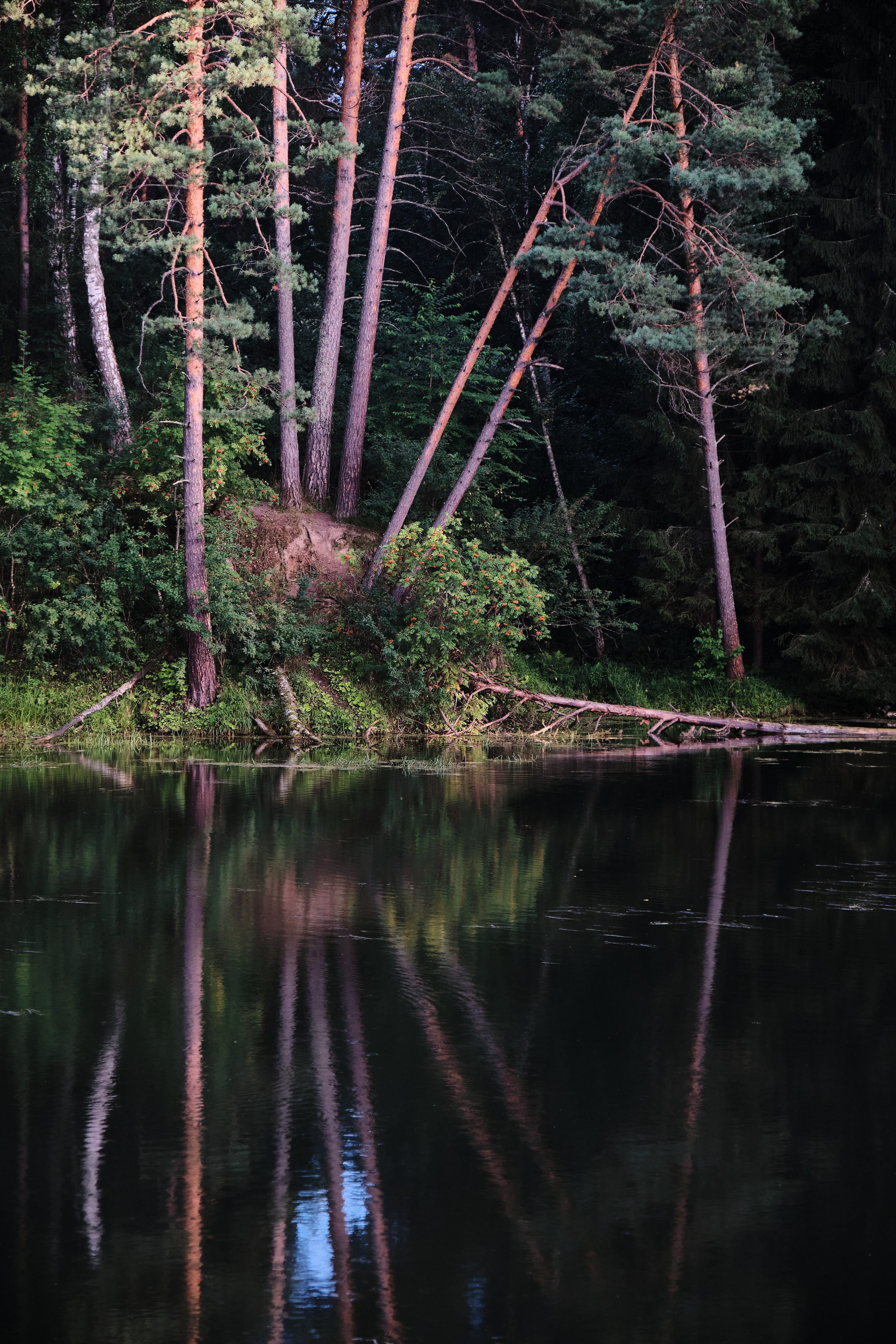 Академ-городок и ботанический сад. Goncharov Tim
