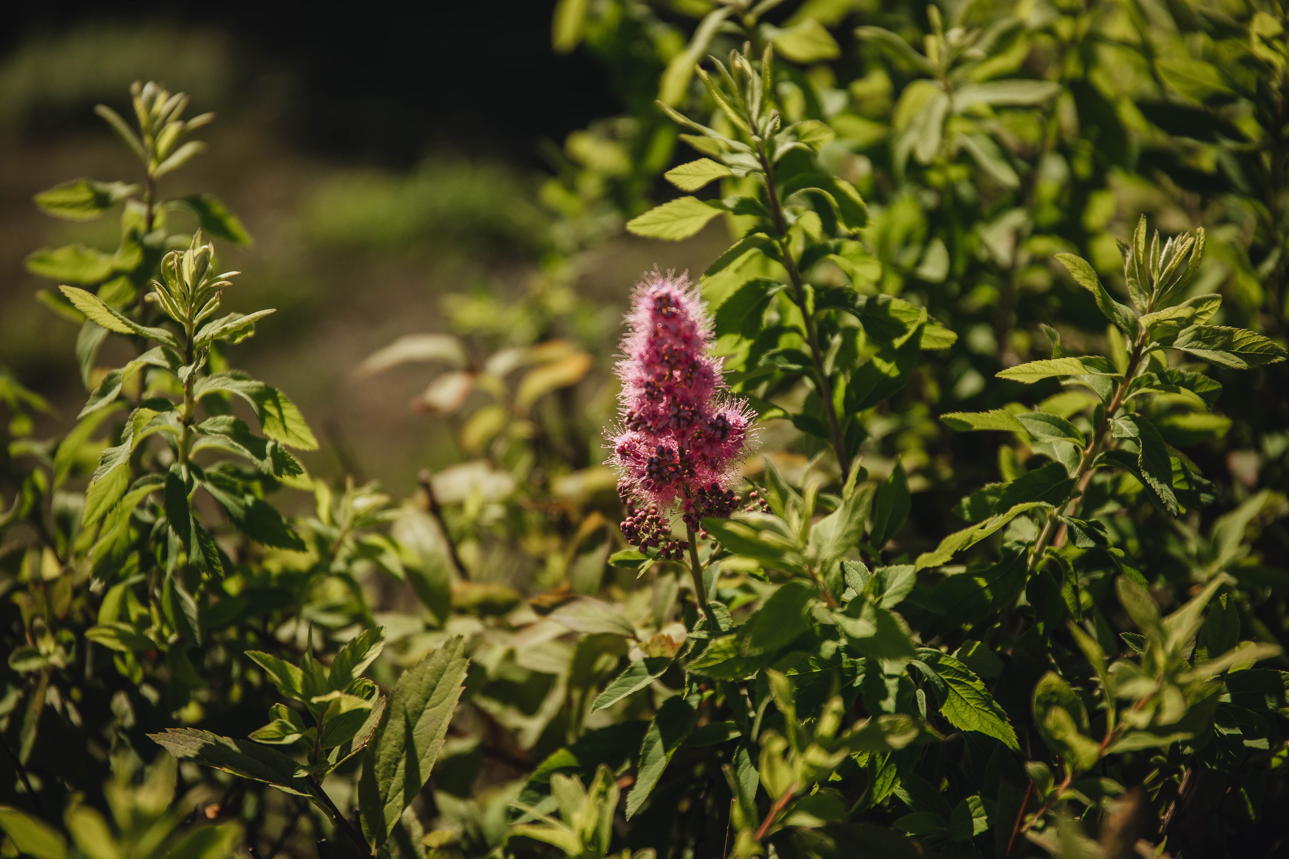 Выписка Ники. Свадебный и семейный фотограф Пушкин Царское Село СПБ Питер Санкт-Петербург и Рязань Ольга Козлова
