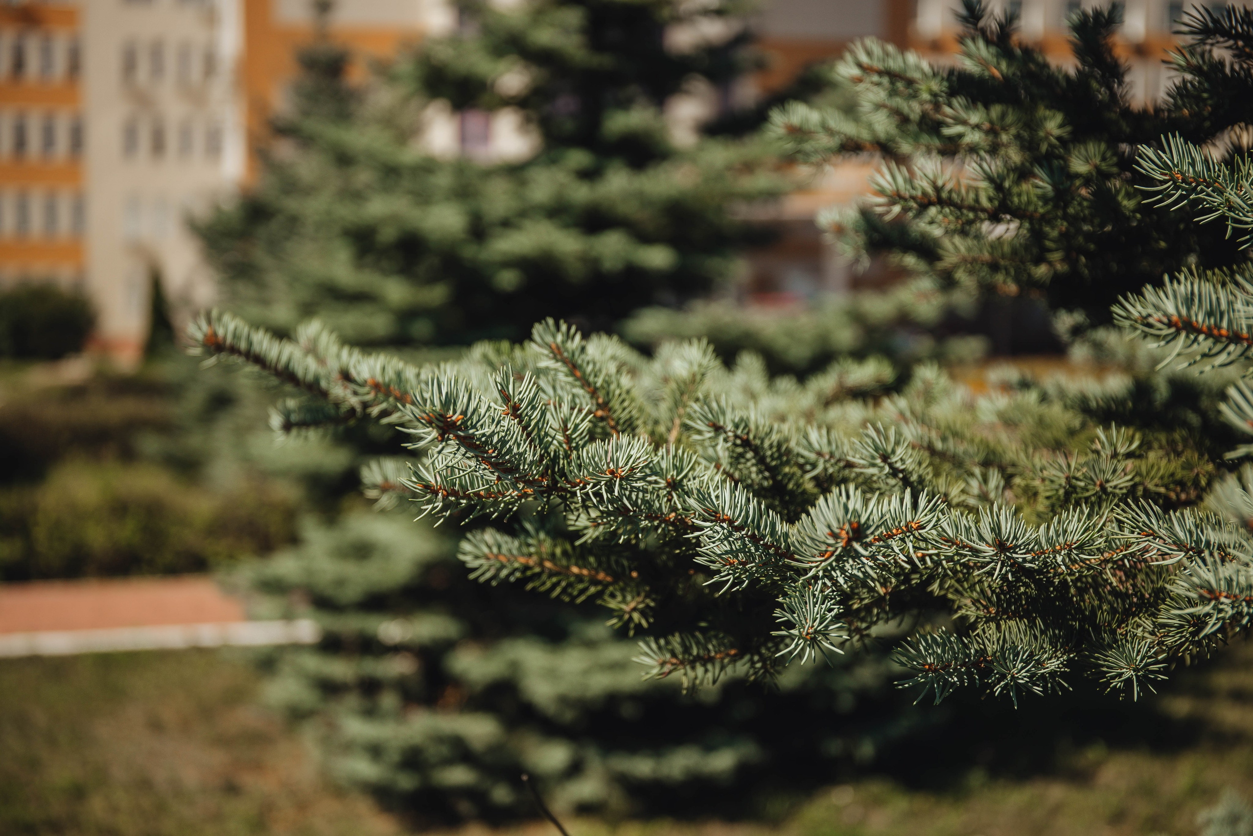 Выписка Ники. Свадебный и семейный фотограф Пушкин Царское Село СПБ Питер Санкт-Петербург и Рязань Ольга Козлова