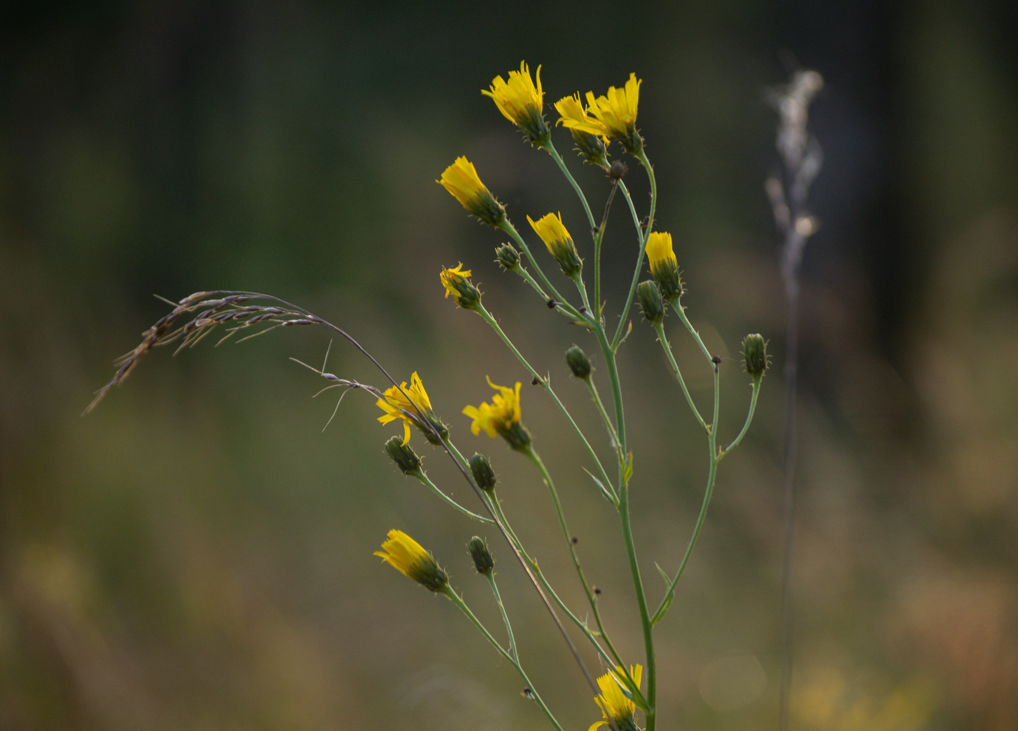 Разное. Репортажный фотограф г. Чита