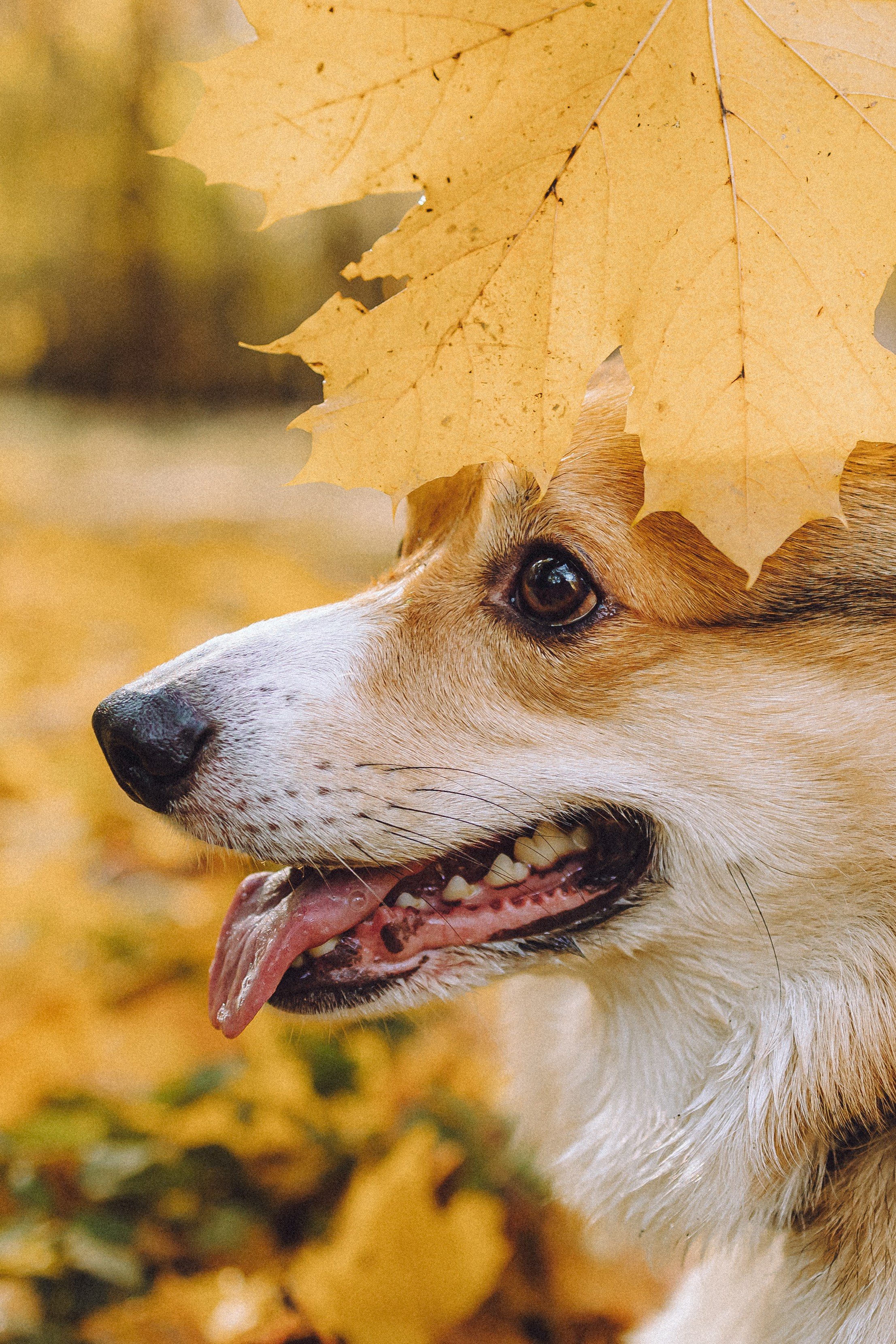 Карина, Даня и Аркаша