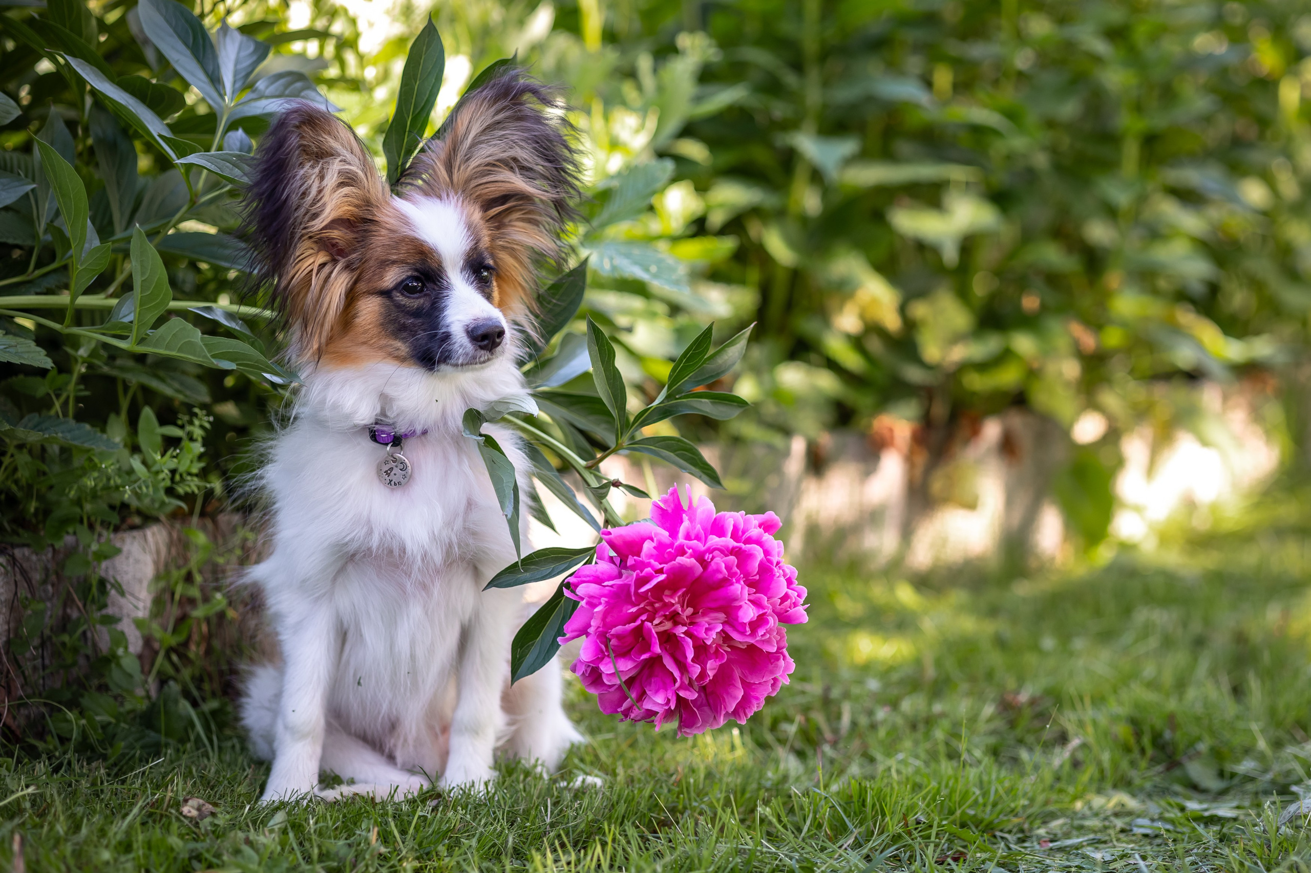 Хьюстон. Фотограф анималист Аня Ливанова | Рыбинск