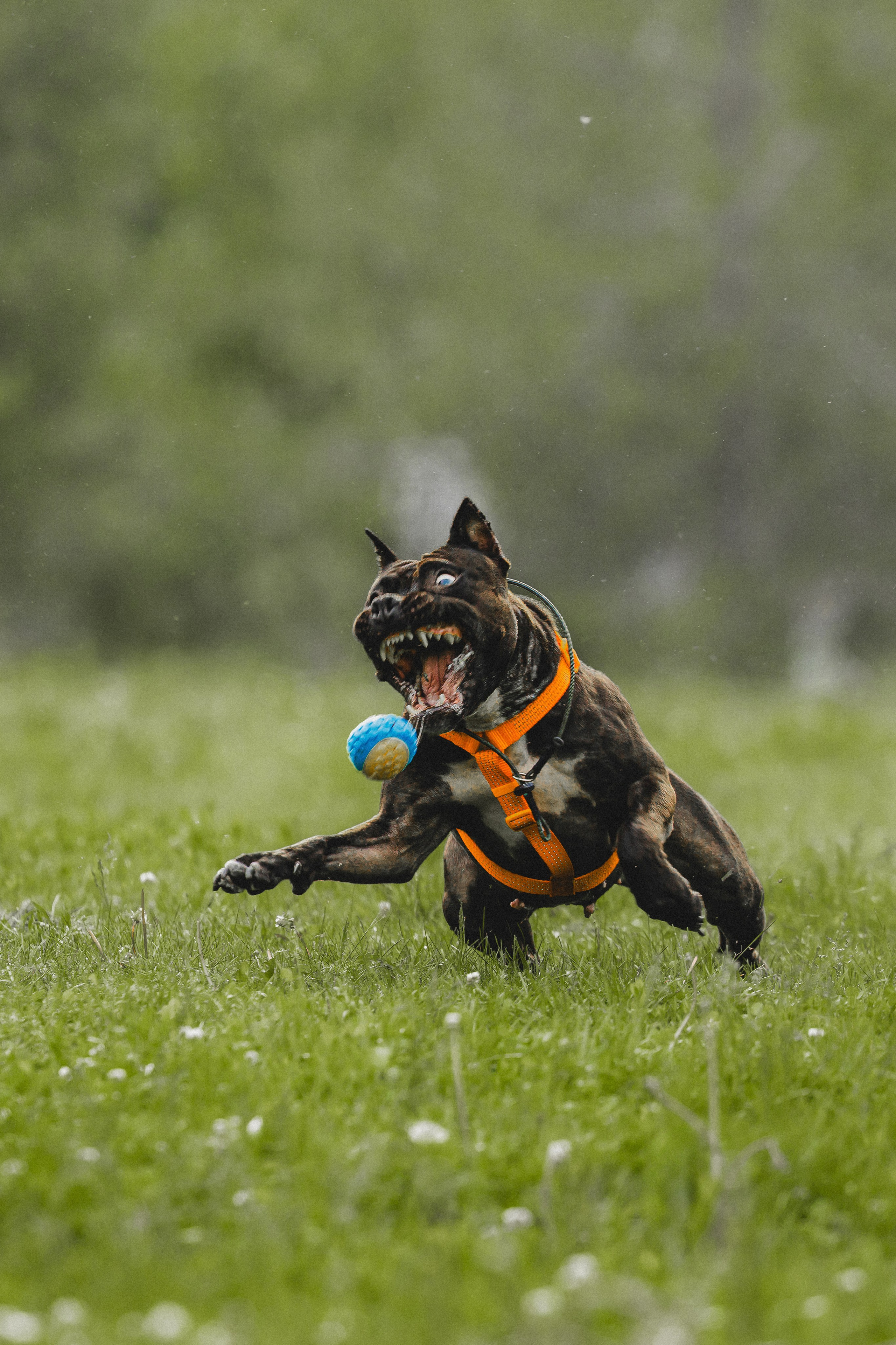 Паша, Хайди и Тея