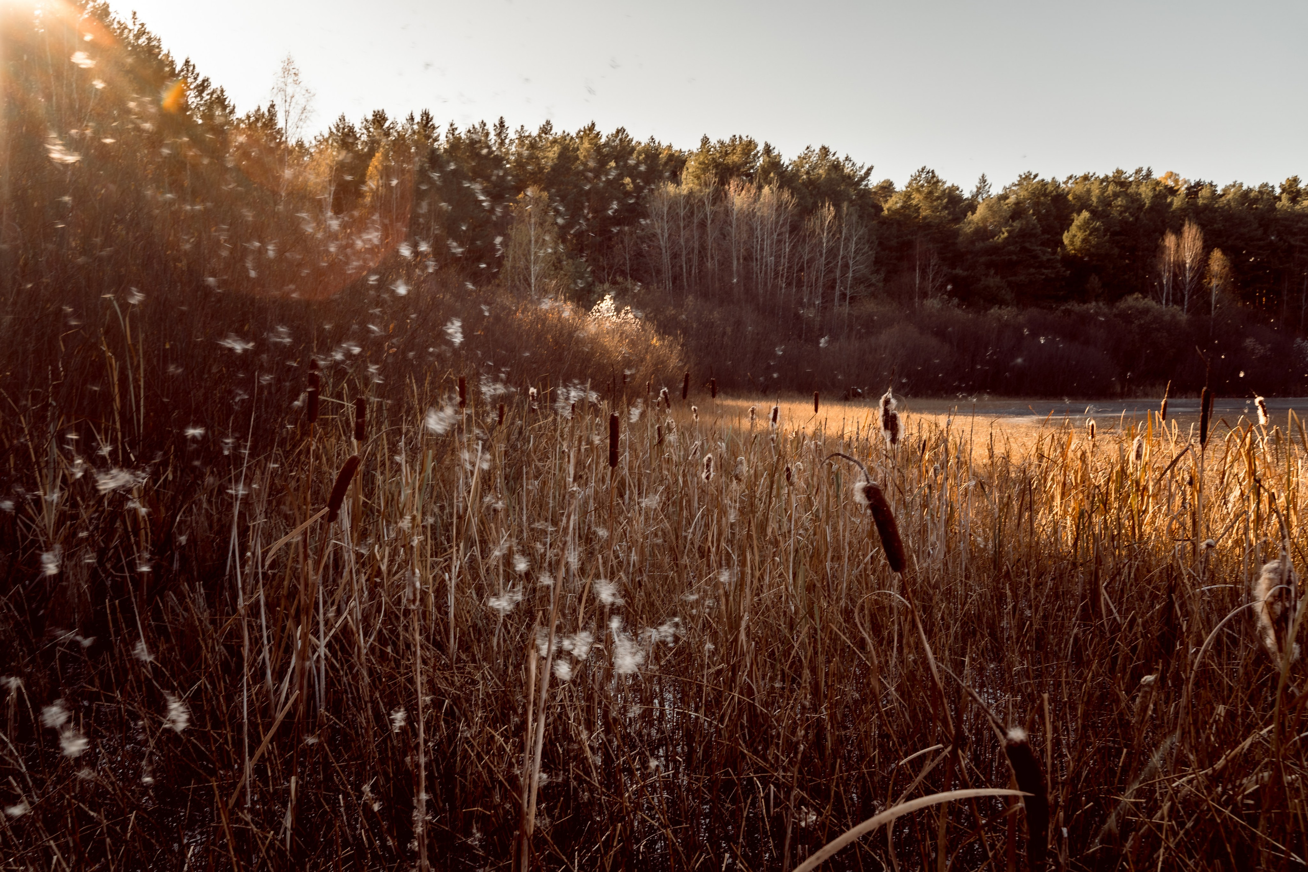 Пища для глаз. Ваш фотограф Северск | Томск