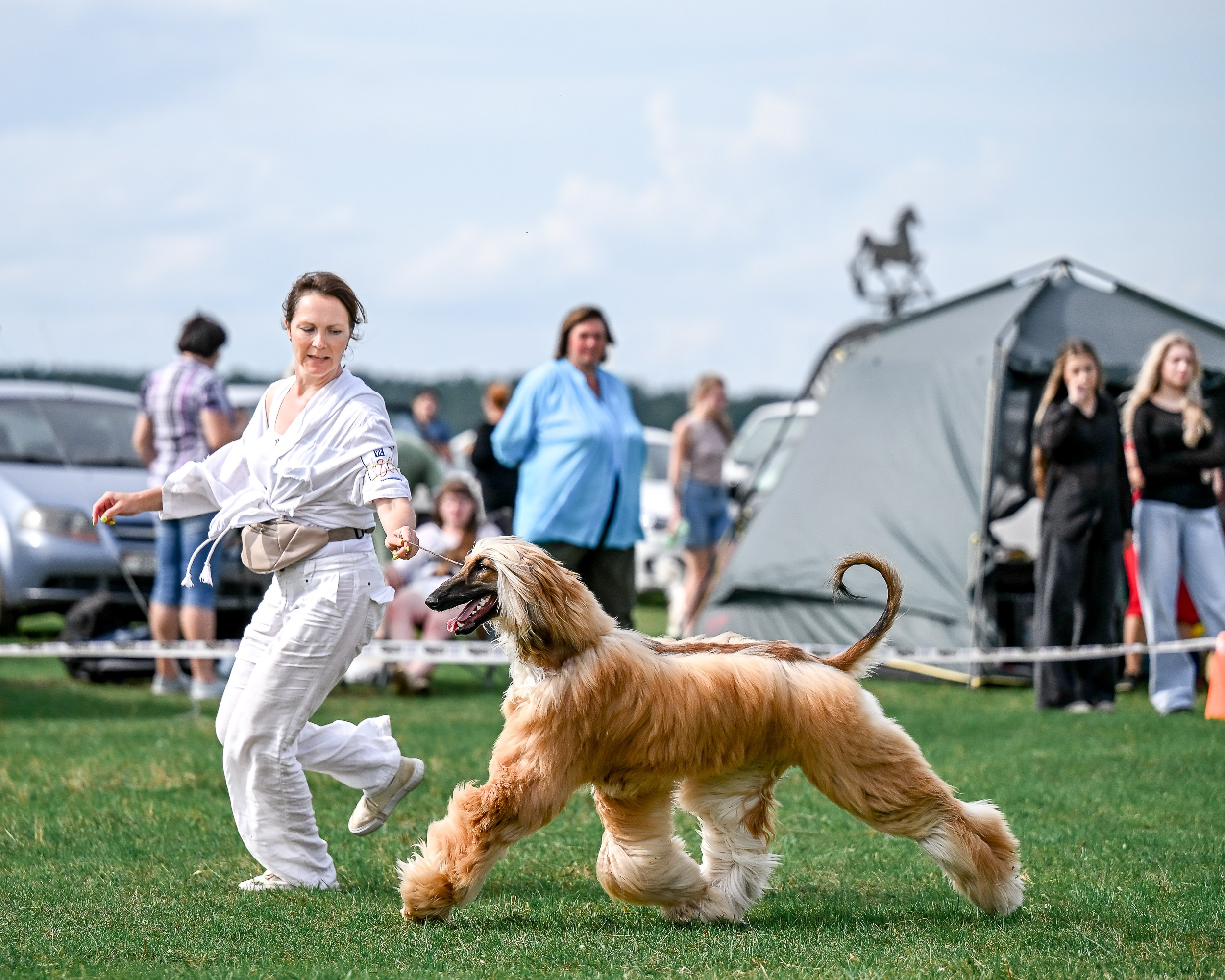 Республиканская выставка собак всех пород. Галерея фотографий афганской борзой