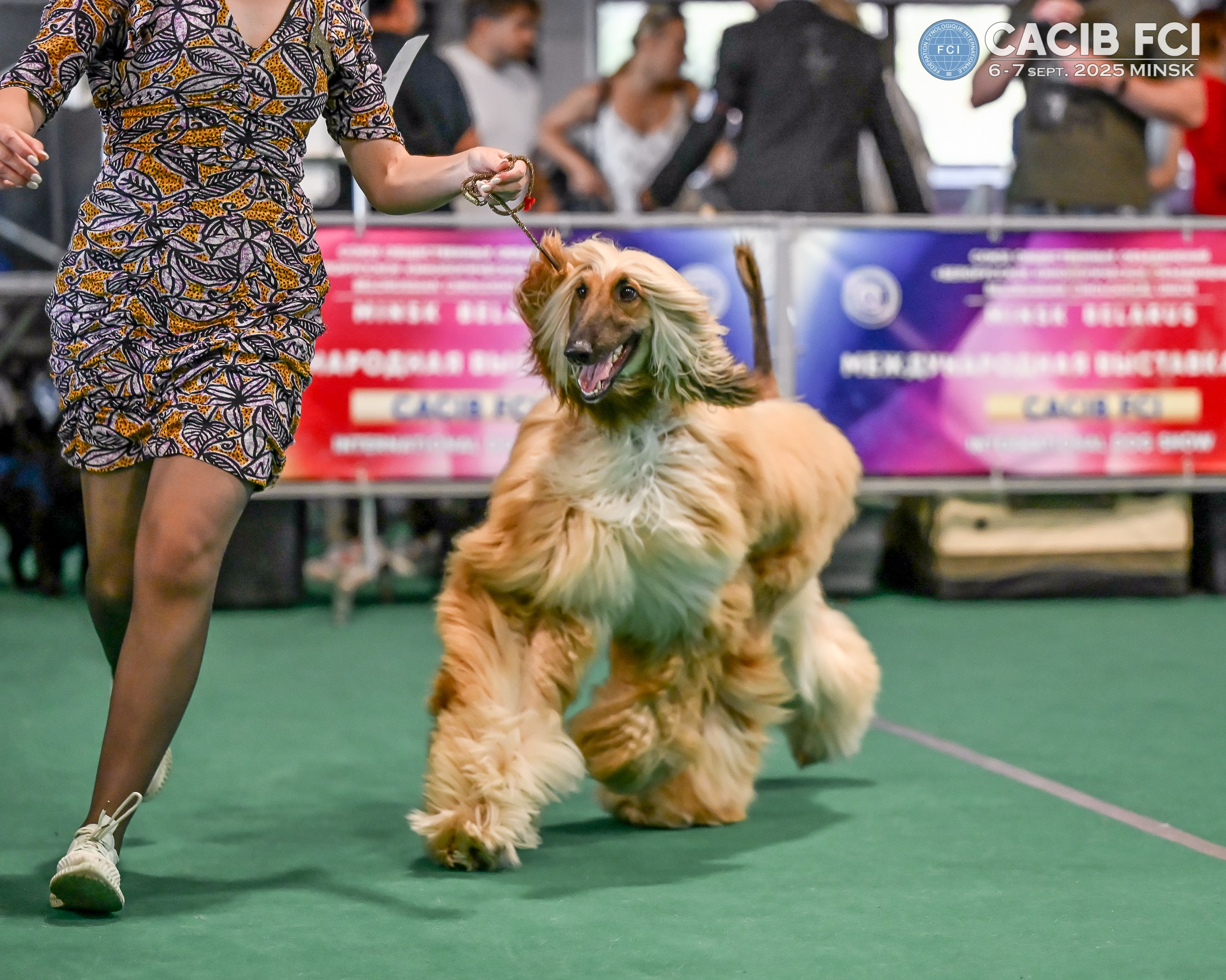 06-07.09.25 Международная выставка собак, Минск, CACIB, FCI. Галерея фотографий афганской борзой