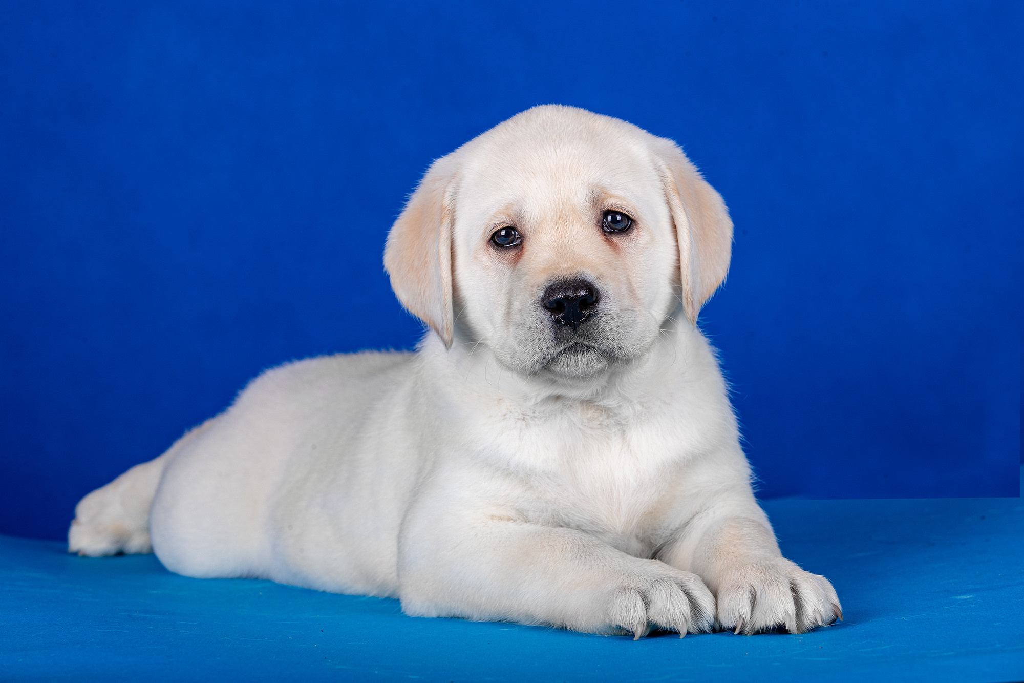 ЩЕНКИ ЛАБРИКИ. Борис Артамонов фотограф — анималист. Москва