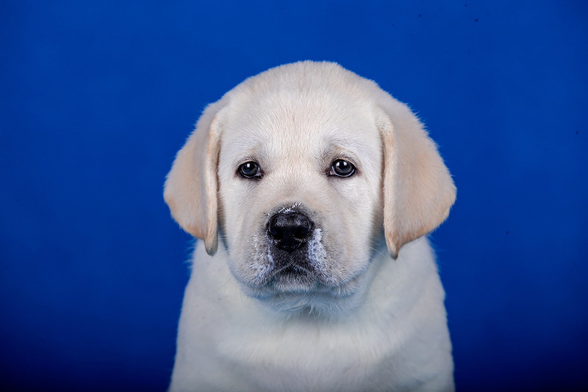 ФОТО ЩЕНКОВ. Борис Артамонов фотограф — анималист. Москва
