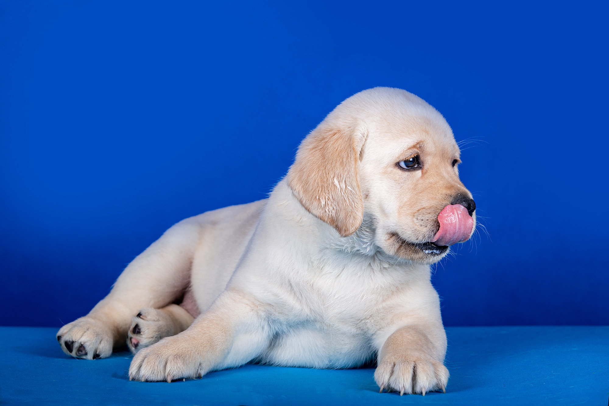 ЩЕНКИ ЛАБРИКИ. Борис Артамонов фотограф — анималист. Москва