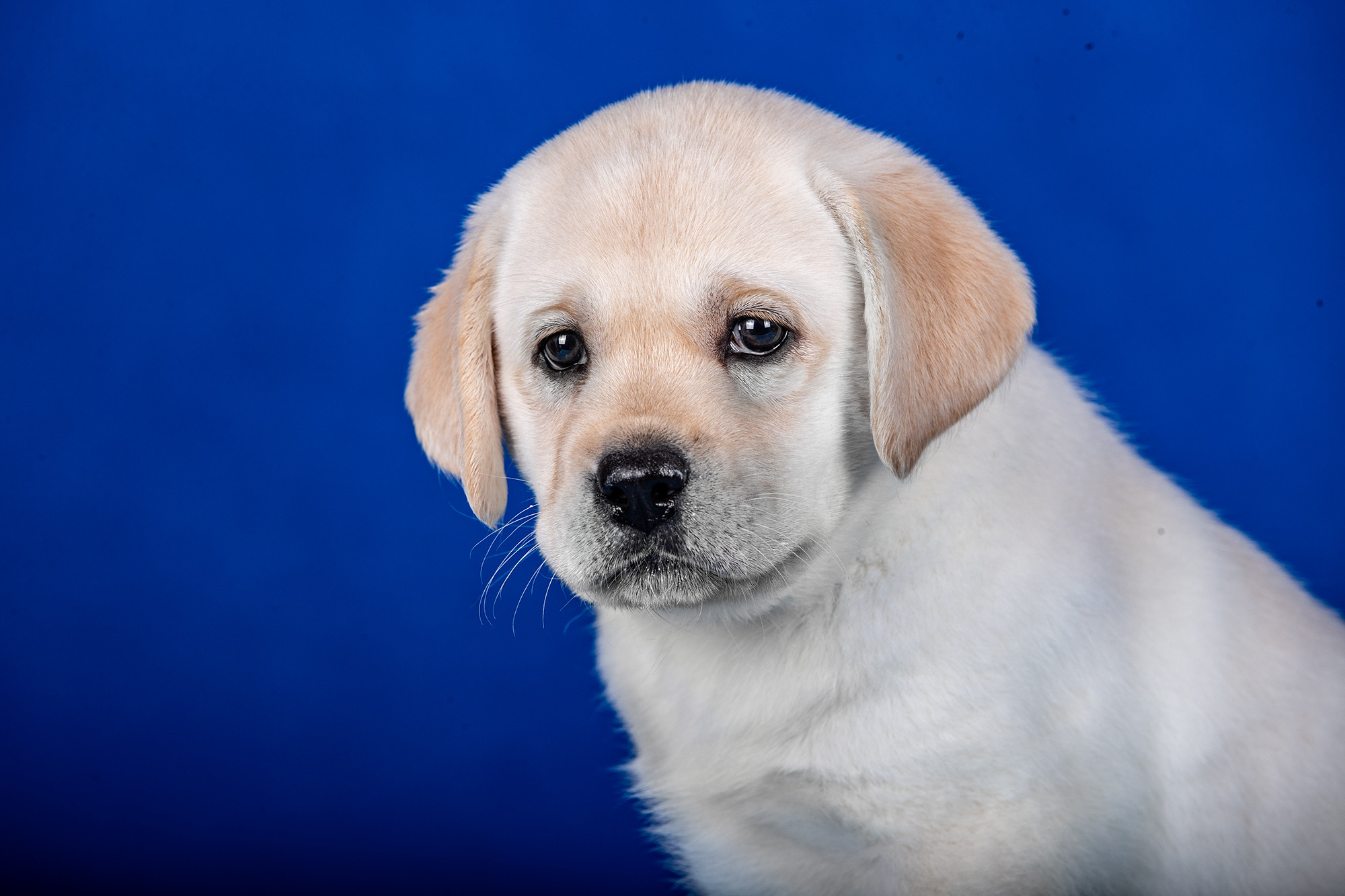 ЩЕНКИ ЛАБРИКИ. Борис Артамонов фотограф — анималист. Москва