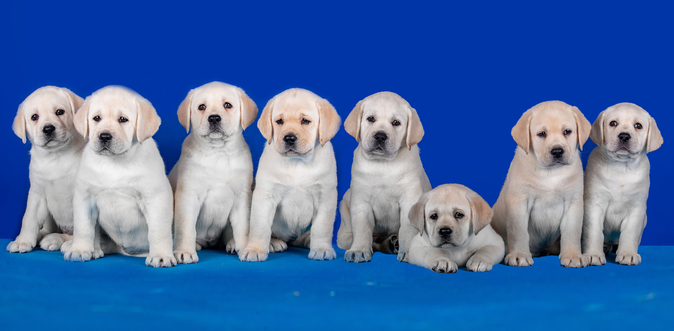 ЩЕНКИ ЛАБРИКИ. Борис Артамонов фотограф — анималист. Москва