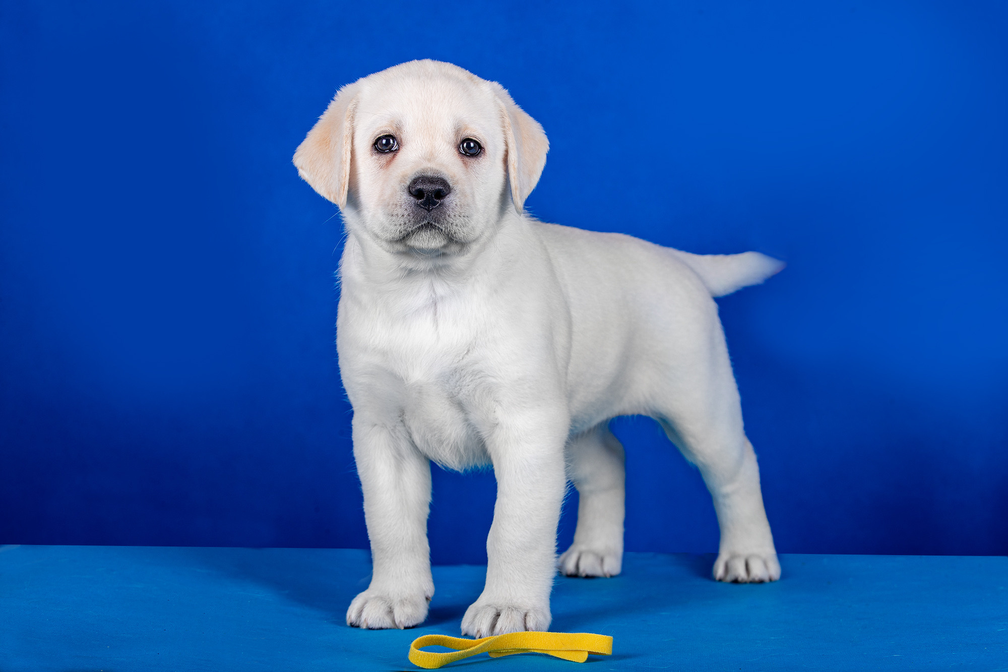 ФОТО ЩЕНКОВ. Борис Артамонов фотограф — анималист. Москва