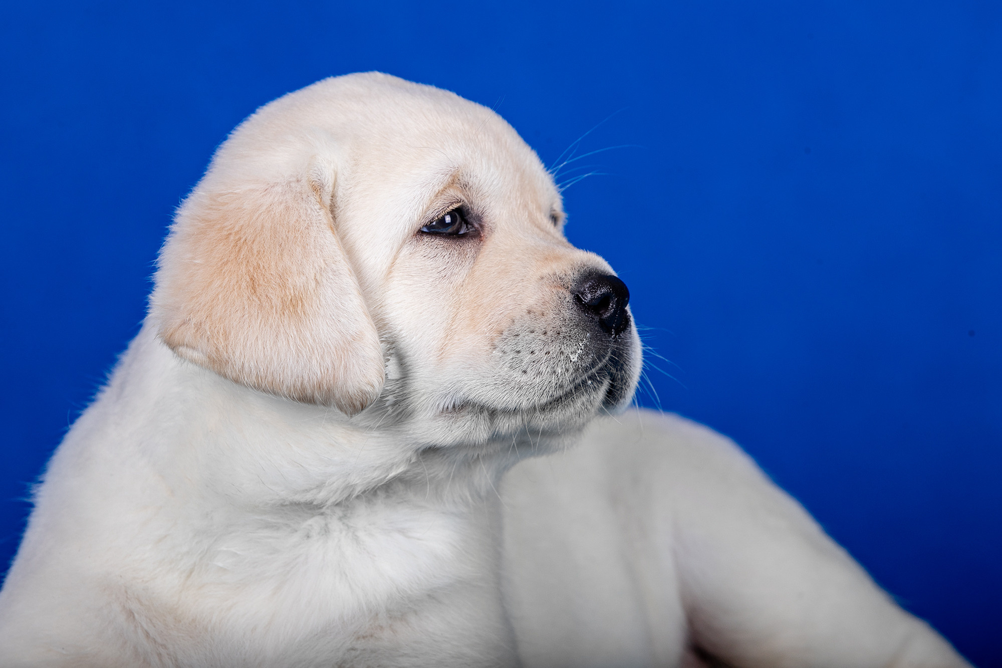 ЩЕНКИ ЛАБРИКИ. Борис Артамонов фотограф — анималист. Москва