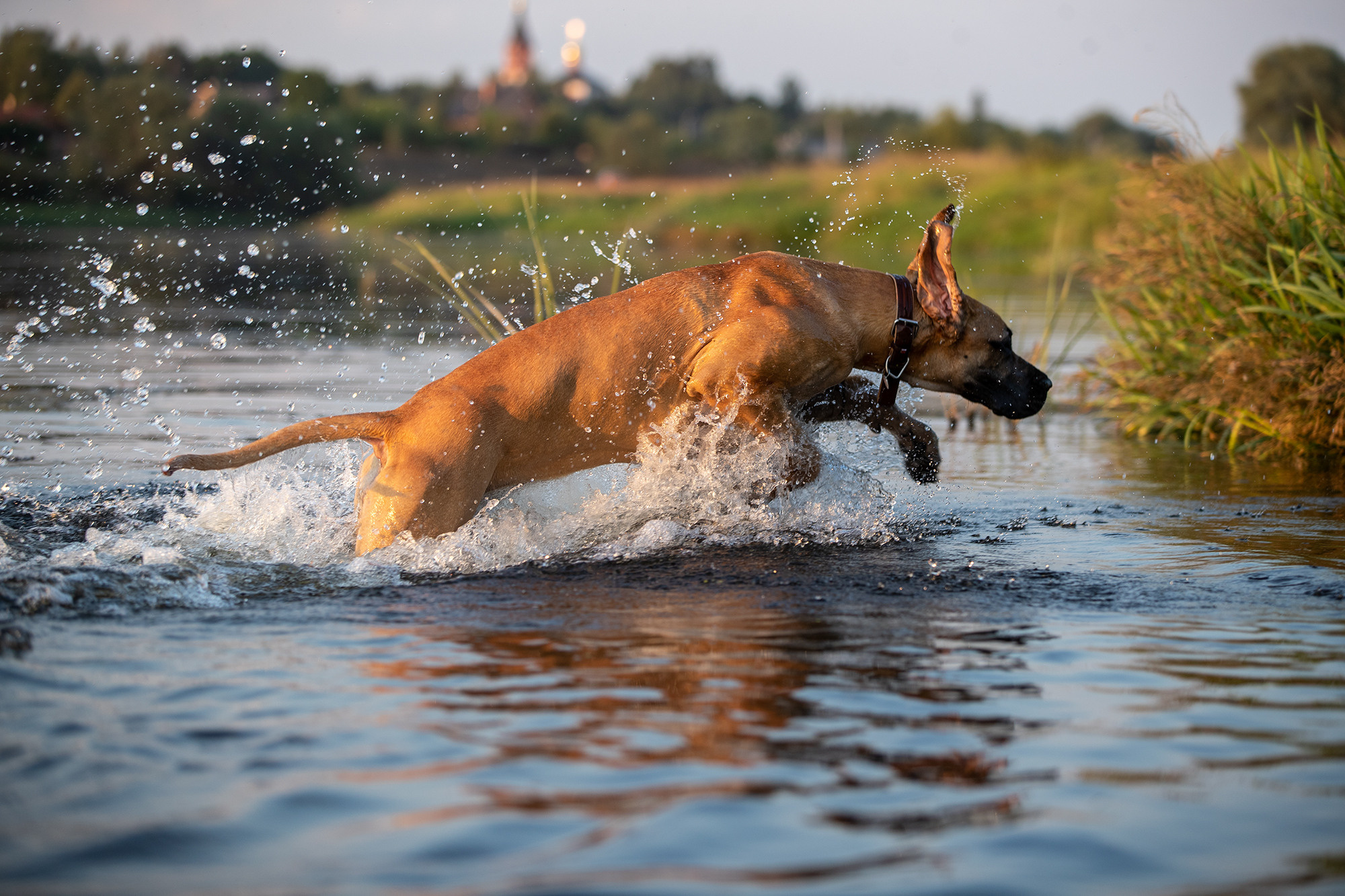 МАША И ДОГ. Борис Артамонов фотограф — анималист. Москва