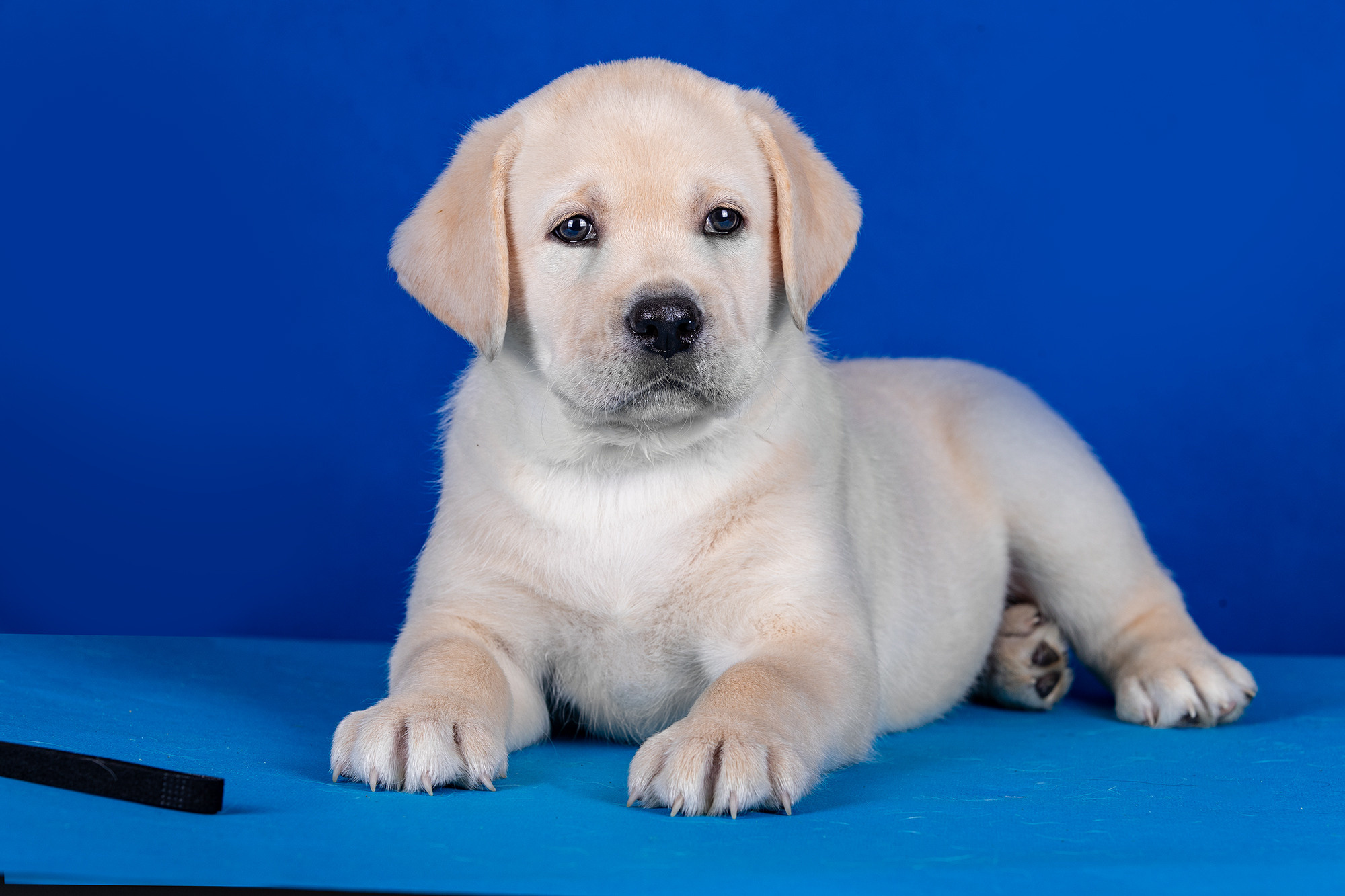 ФОТО ЩЕНКОВ. Борис Артамонов фотограф — анималист. Москва