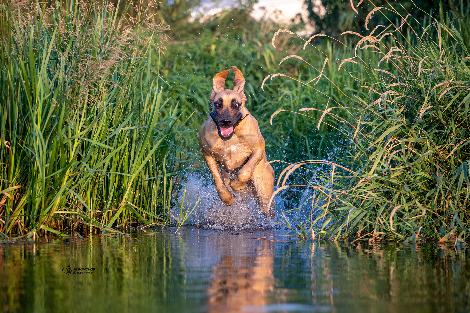 МАША И ДОГ. Борис Артамонов фотограф — анималист. Москва