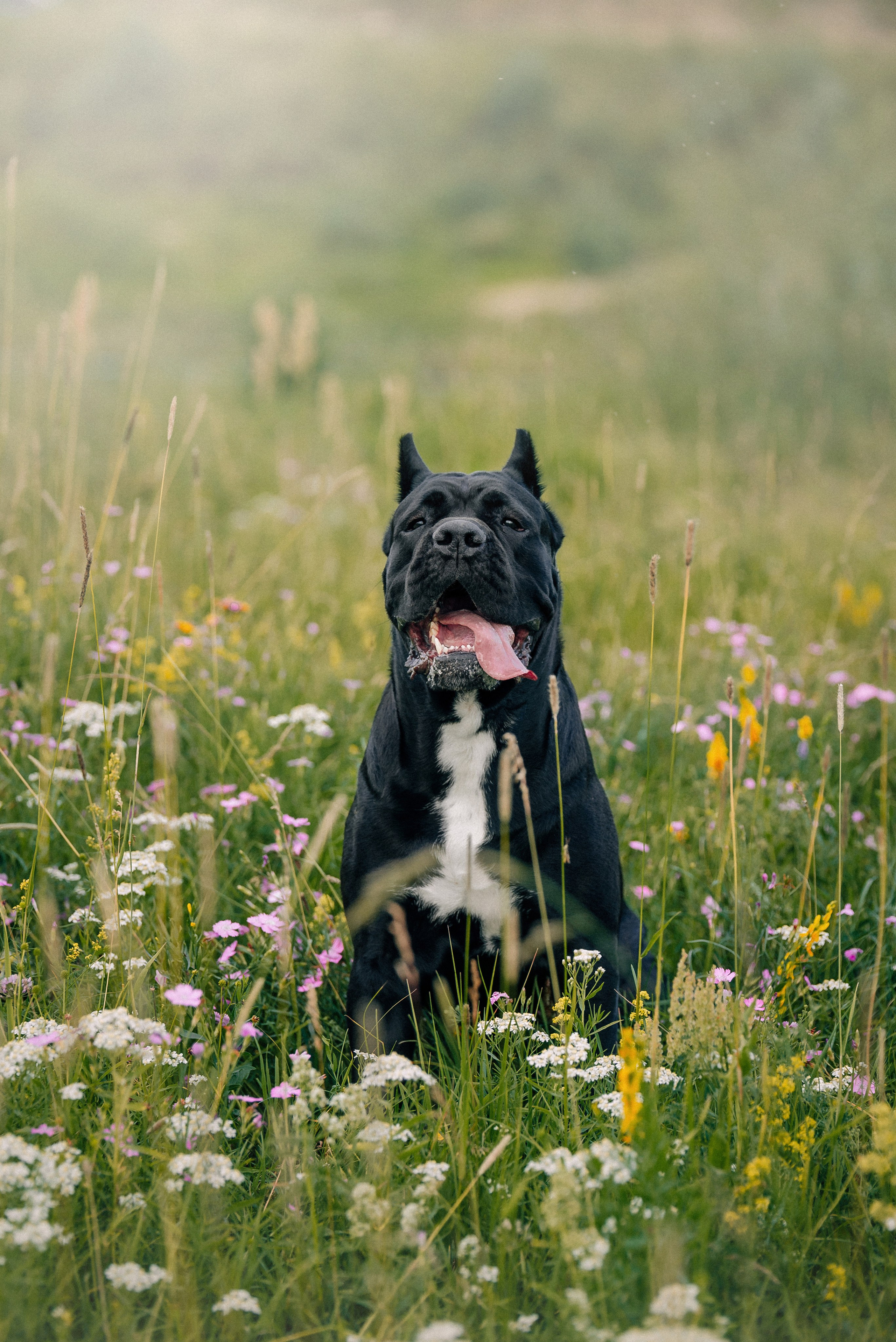 Арина и Николь. Фотограф-анималист Анастасия Парфенова|Екатеринбург