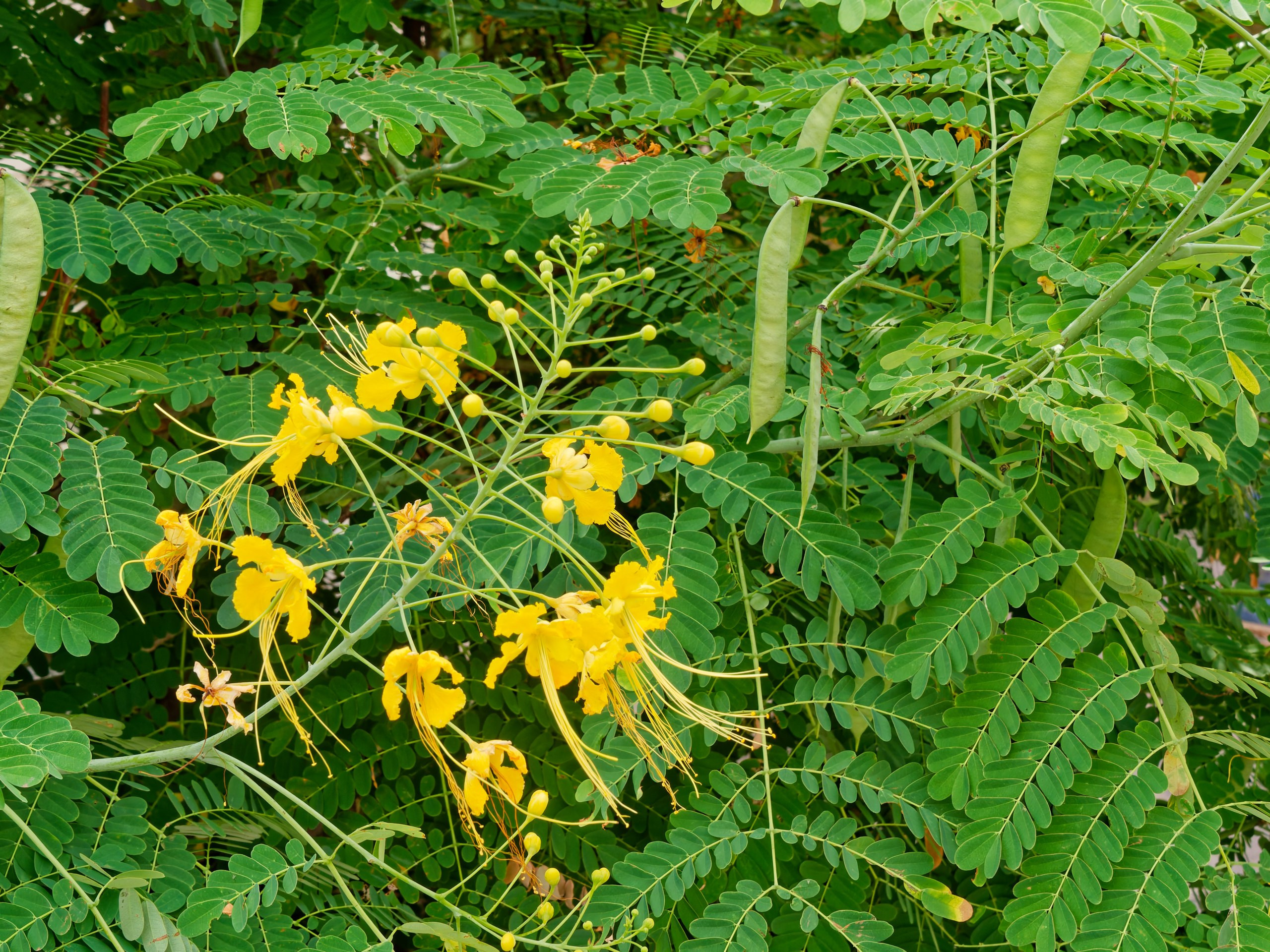 Хайнань 2026, флора, цветы и деревья. Фотопрогулки по Миру