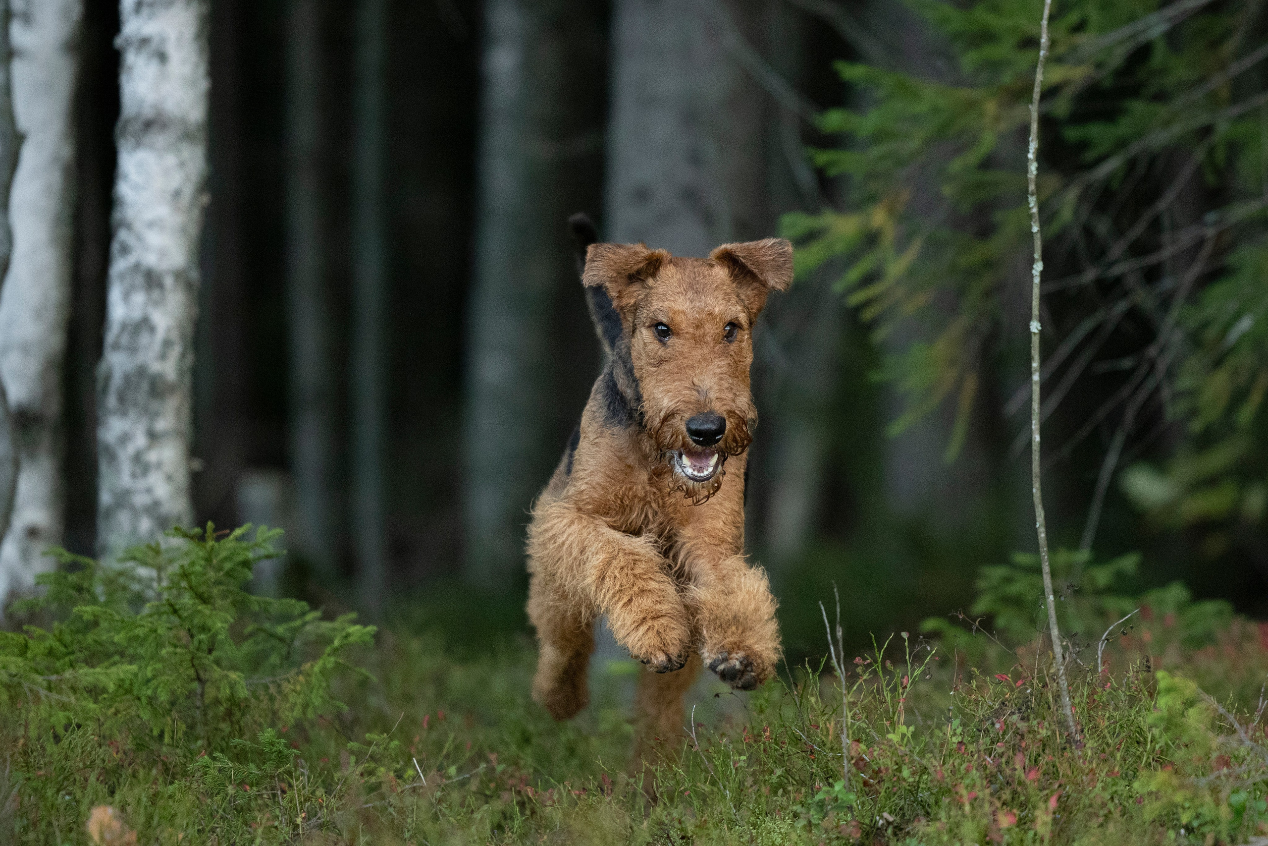 Харди. Фотограф-анималист Анна Маринич