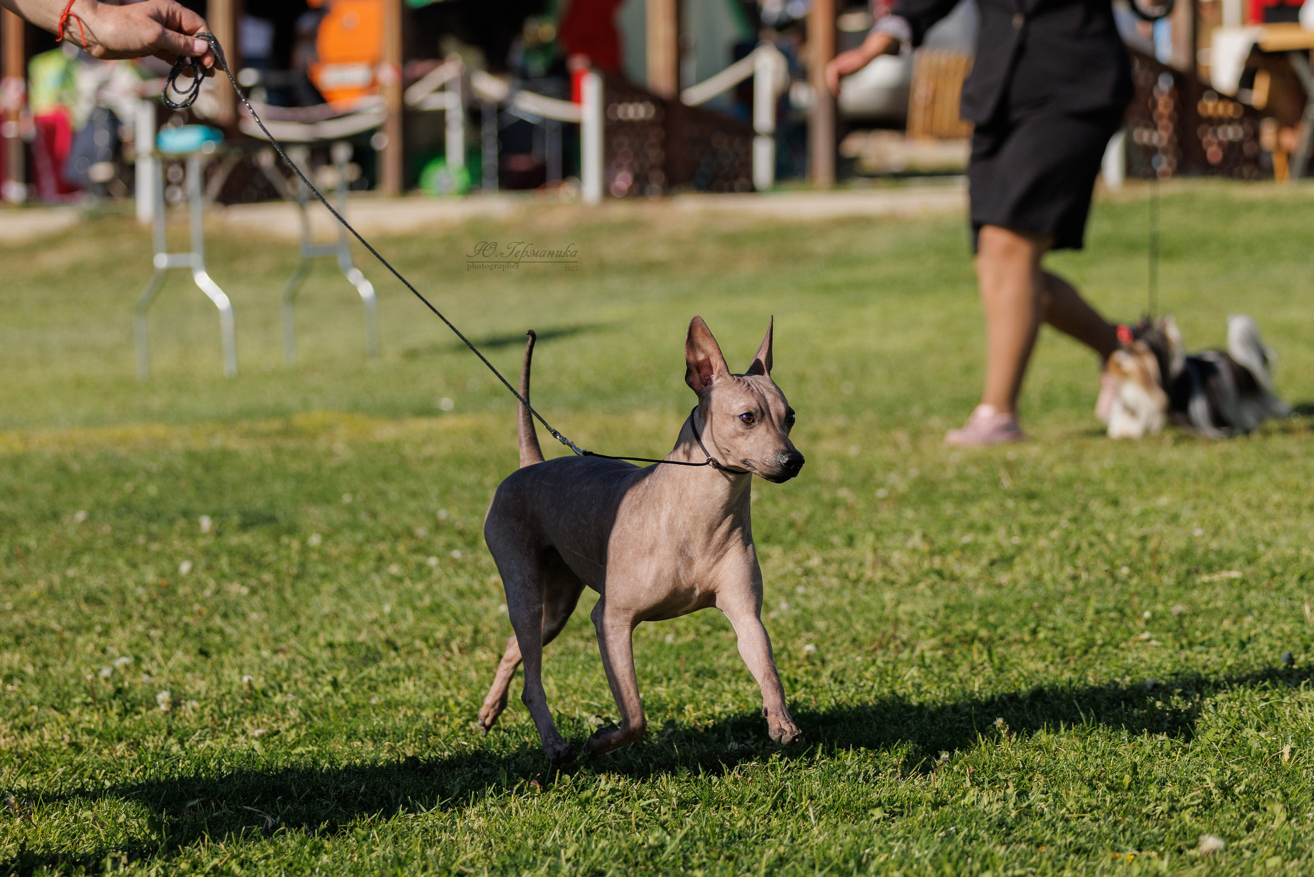 Ереван 14-16.10.2025. Фотограф-анималист Юлия Германика