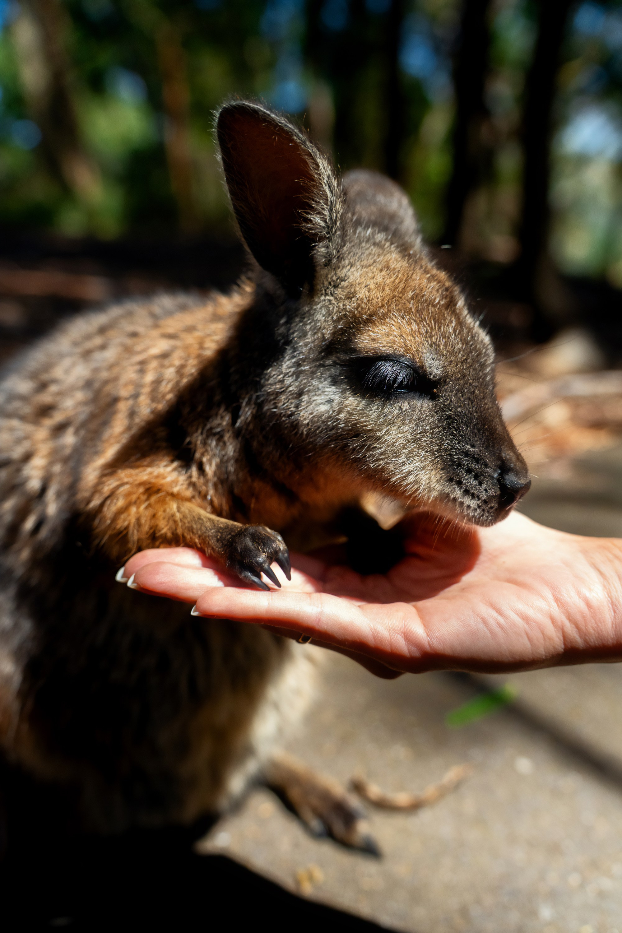 Австралия. Фотограф в Хабаровске. Фотография за 24 часа