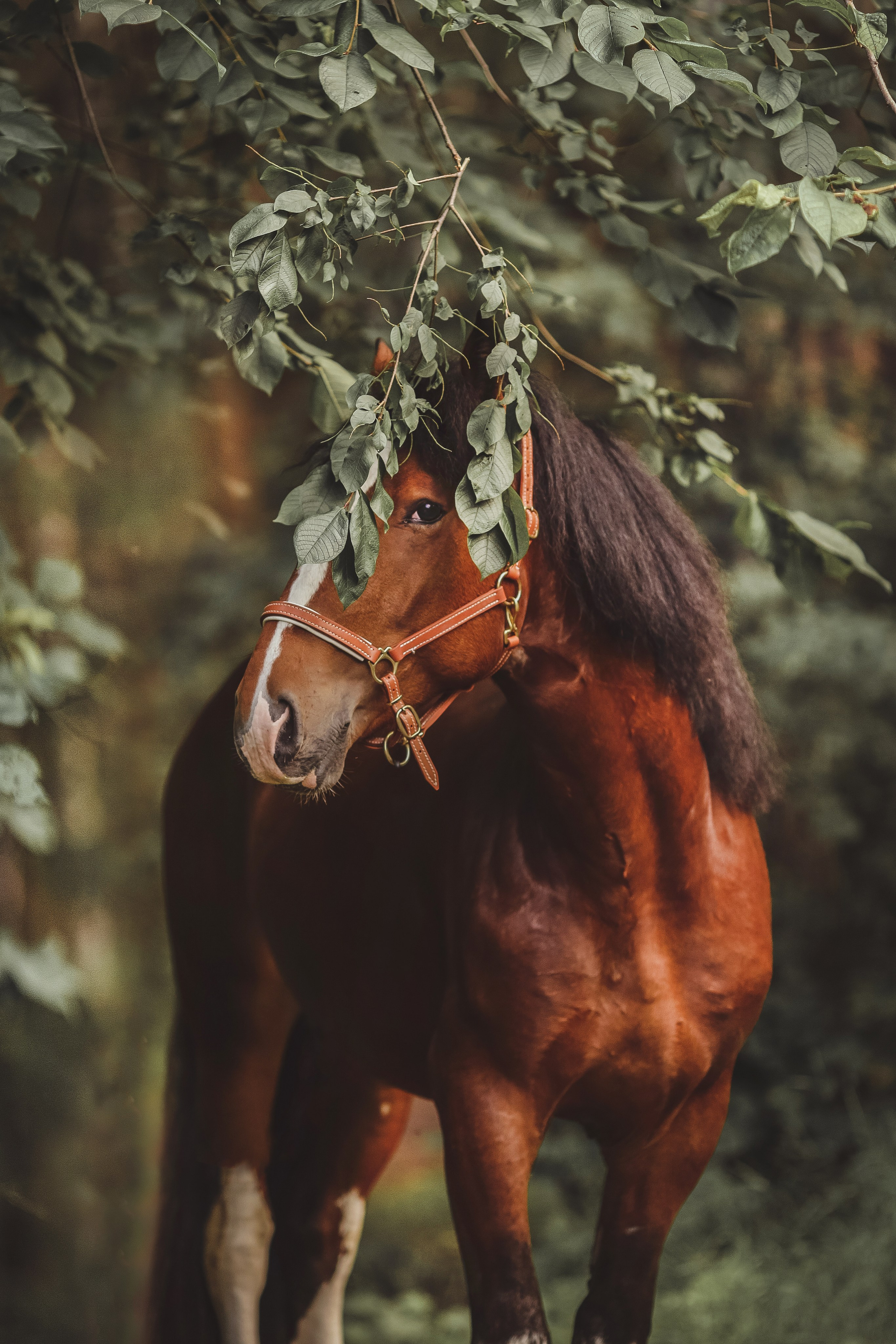 Съемка для лошадей. Анна Молчанова конный фотограф в Тюмени | фотосессии с лошадьми Тюмень